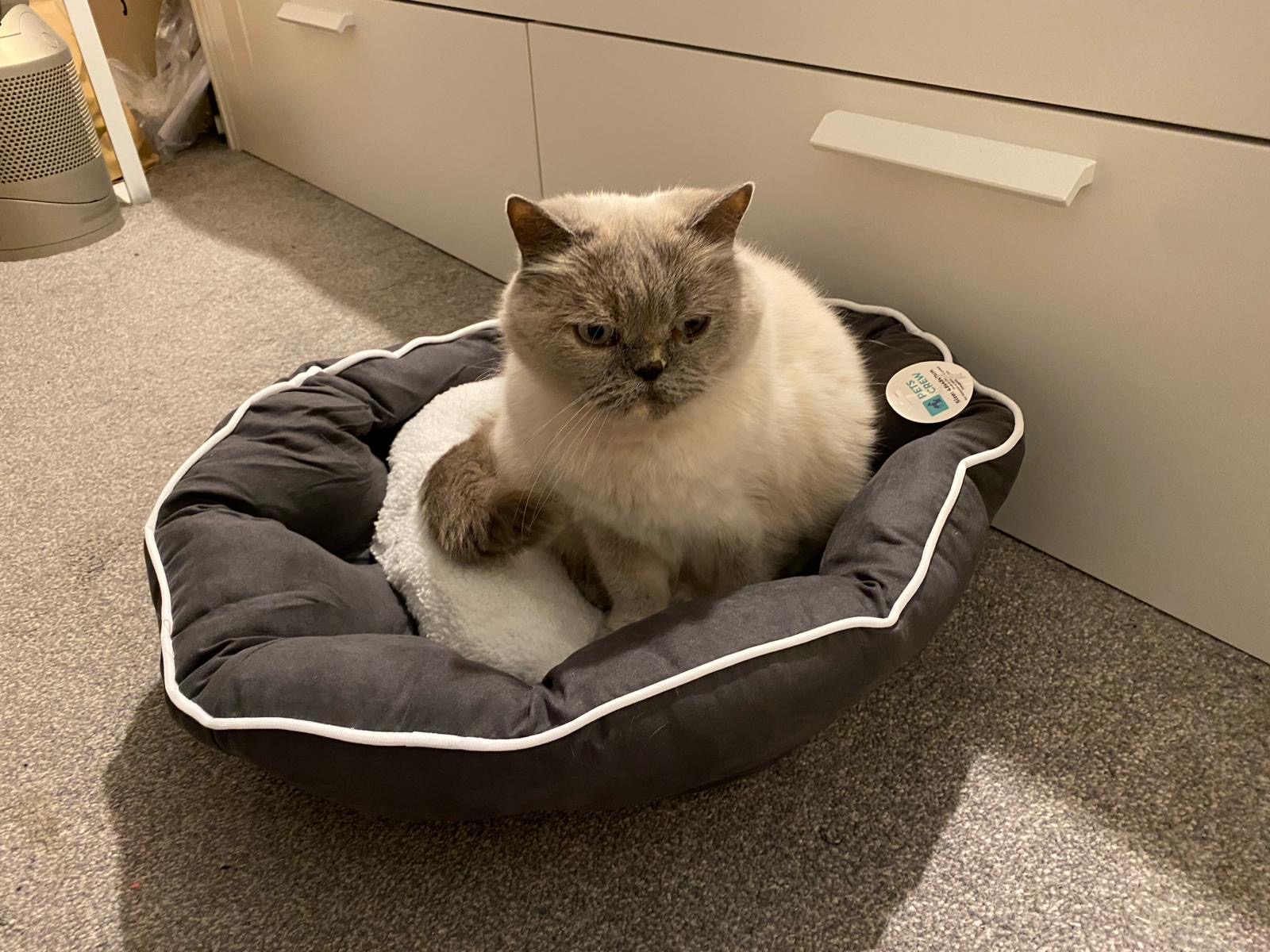 Meet our fluffy friend who has found their happy place! 🐾 Wrapped in the embrace of our ultra-comfy pet bed, every purr and cozy curl speaks volumes of contentment. Your furry pal deserves this cloud of comfort too! ☁️💤 Dive into a world where comfort meets style at www.pets-crew.com. Your pet's happiness is just a click away! #ComfortZone #HappyPets