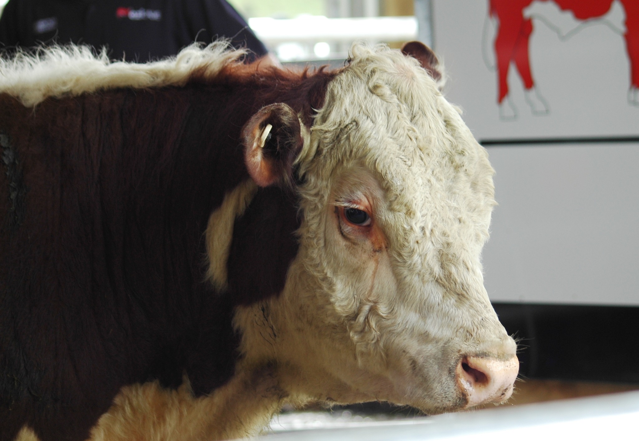 It's Sale Day!
Auction Starts 12:00 Midday, Today, Thursday, 19th of September
On-farm at 814 Kauangaroa Road, or, online with Bidr
Bulls in pens at 10:30
See the Catalogue below:
https://pivotdesign.co.nz/ebooks/2024/Riverton_Herefords/
#nzfarming #nzherefords #dairybulls #rivertonherefords