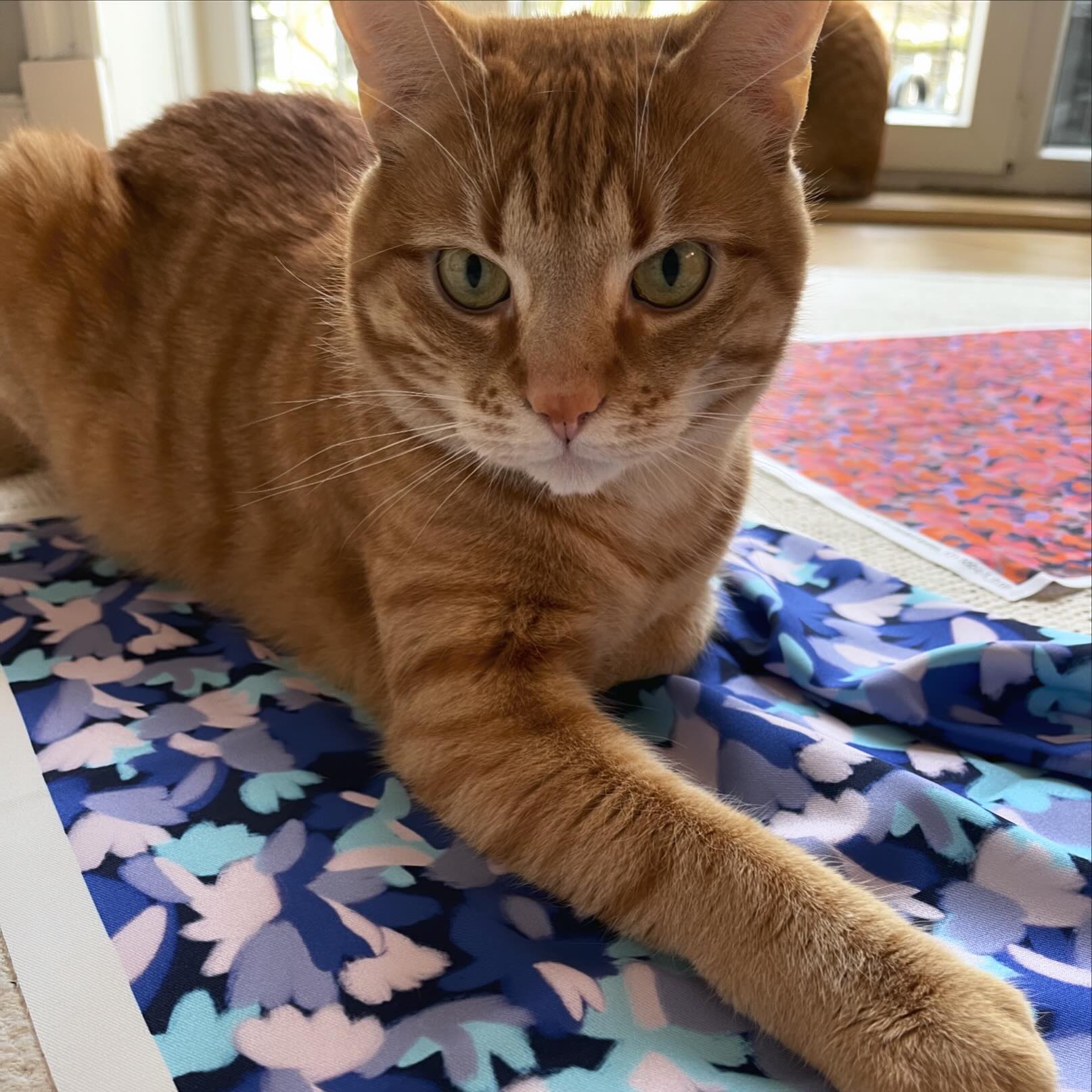 The king of new Pattern🐈. We are currently working on a lot of things at the same time, it remains exciting.
#studio_marimari #printstudio #textilestudio #textiles #fashionprint #pattern #textileprint #patterndesign #trend #colour #surfacepattern #printdesign #printtrends #fashiondesign #fashiontrends