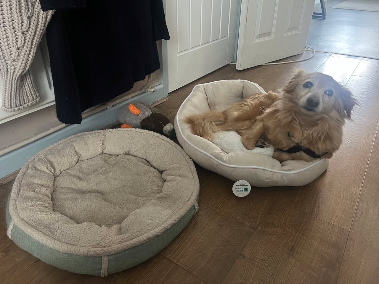 Mira immediately fell in love with her new bed from Pets Crew 😍 It’s so soft and cozy, she can’t get enough of it! If you’re looking for a quality bed for your furry friend, check out Pets Crew’s amazing selection. Don’t miss this chance to spoil your pet with the best bed ever! 🐶❤️ #petscrew #petbed #doglover #sponsored