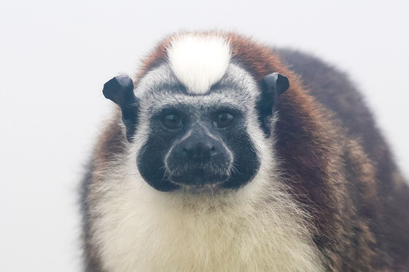 Capturing portraits of tree-dwelling creatures during my recent Panama photo tour, from my window!š - the Geoffroyās Tamarin, Three-Toed Sloth, and Western Night Monkey. The sloth isnāt a primate, and is more closely related to anteaters!
#wildlifephotography #rainforest #PanamaWildlife #SlothLove #tamarin #monkeys #slothsofinstagram #junglevibes #explorepanama #naturelovers #animalportraits #wildlifeexplorers