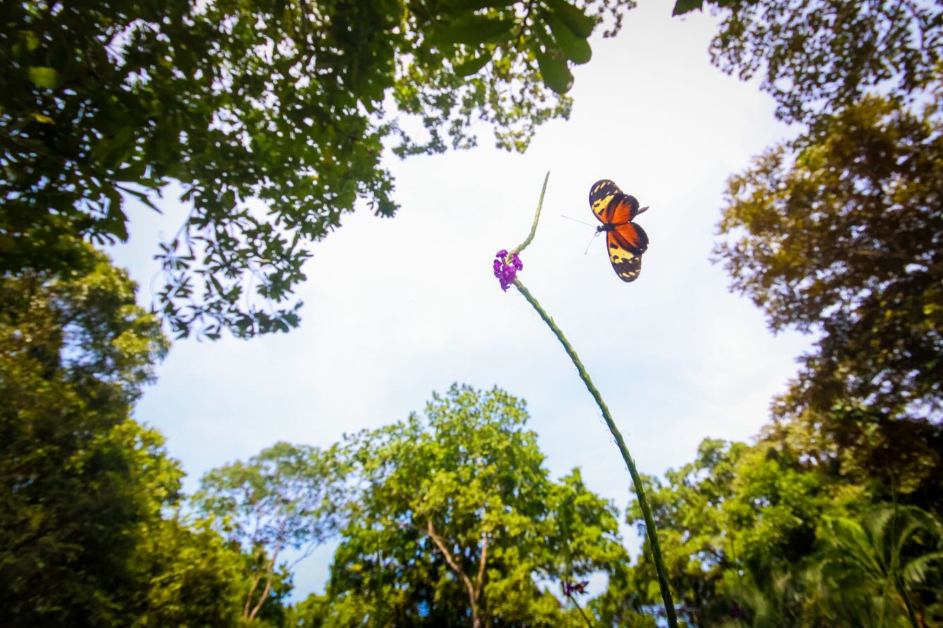 Some butterflies from my recent Panama photo tour! These butterflies (mainly Small Postman) were super territorial of their preferred flowers, and would spread their wings wide to deter any approaching rivals.
#panama #visitpanama #soberania @pnmpanama #butterflies #wildlifephotography #naturelovers #discovernature #butterfliesofinstagram #phototour #macrophotography #beautifulbutterfly #natgeoyourshot