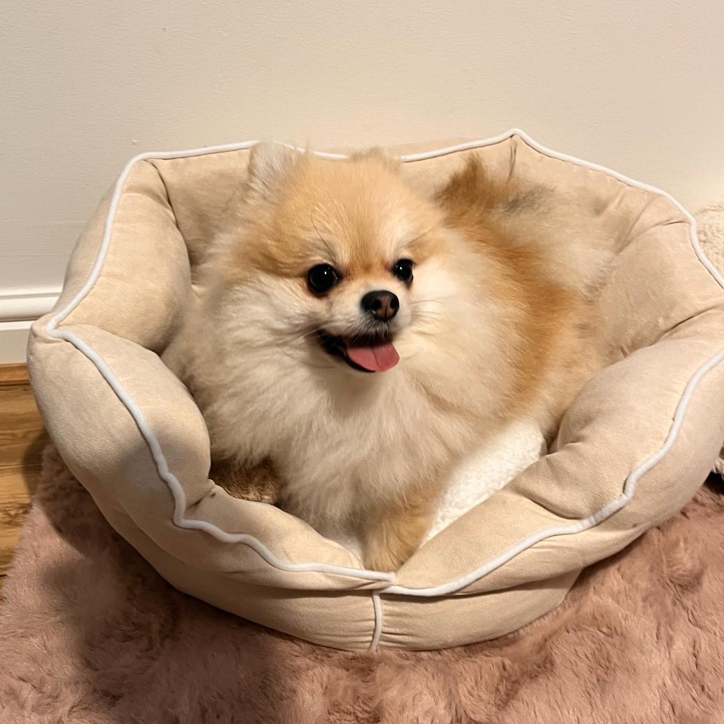 Another happy customer and happy little puppy enjoying our little bed! 😊🐶🛏️ Do you want to make your furry friend feel cozy and comfortable? Check out our website for more amazing products and deals! 💯 Don’t forget to share your photos with us using #dogbed and #puppylove. We love seeing your adorable pets! 🥰