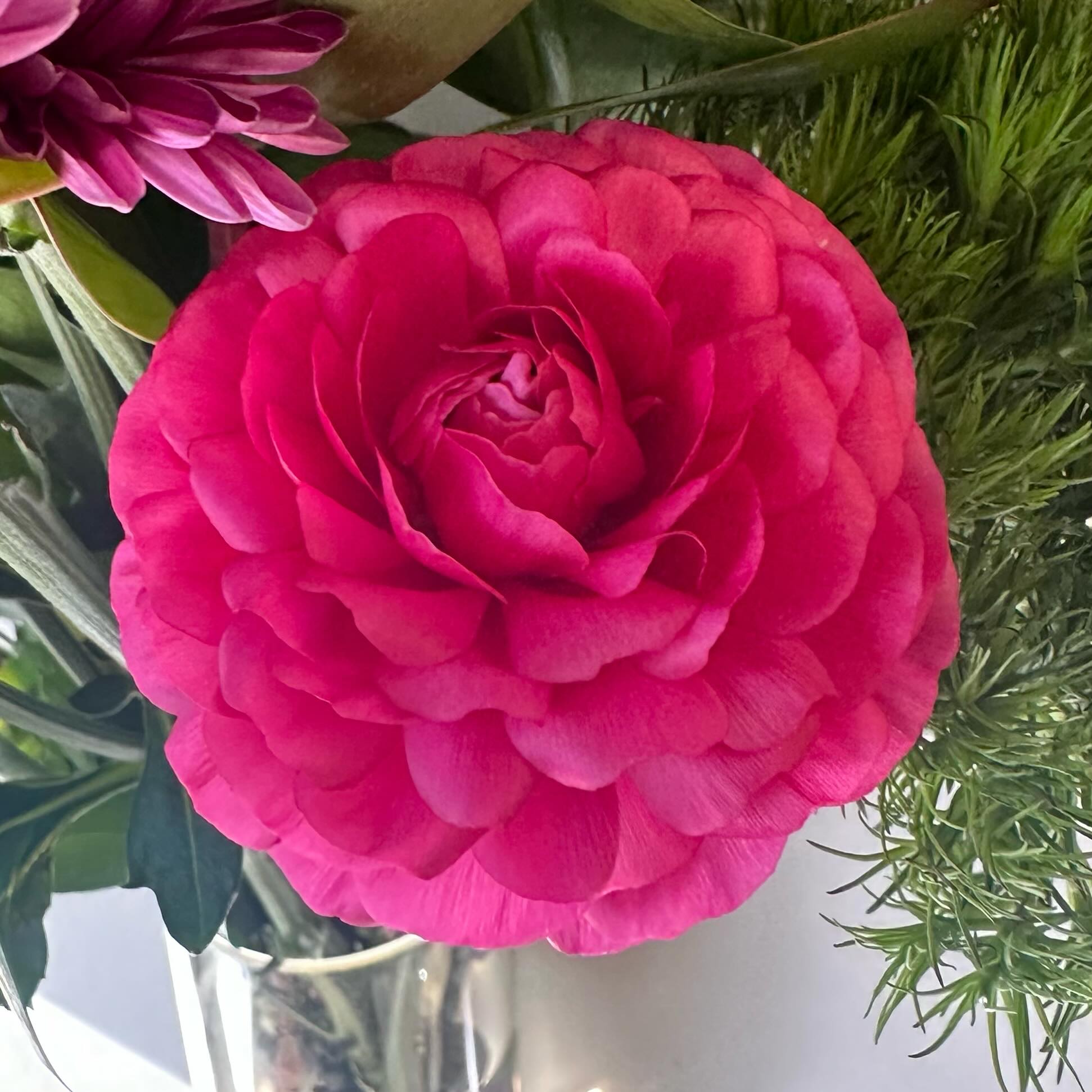 What a wonderful surprise! From our salon garden! #rannunculas #spingishere #salonflowers #pomsalon #davisca