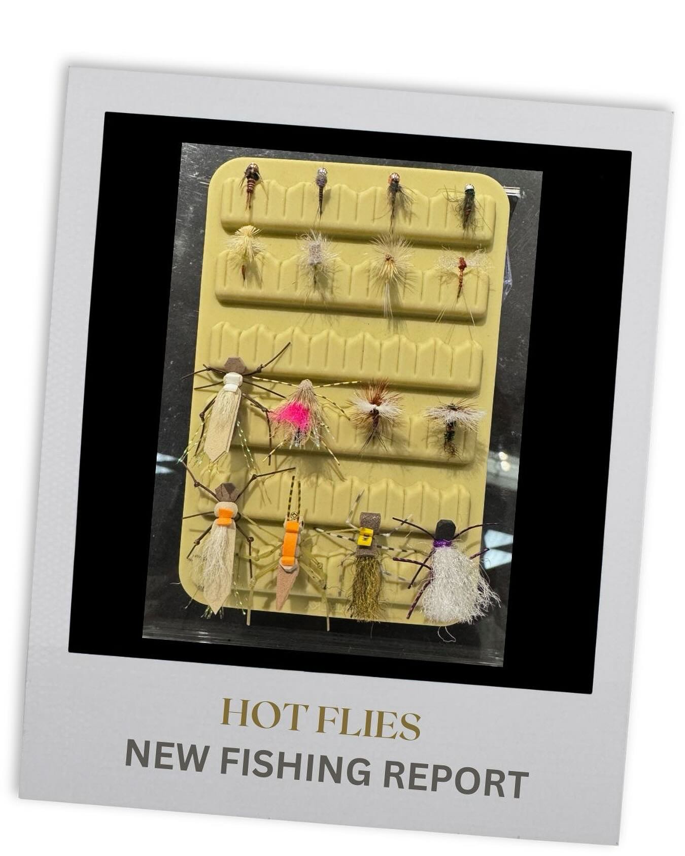 Latest blog post: Water Temps & Hot Flies by Ken Takata #linkinbio
Be sure to stop by the store for the latest fishing conditions and hot flies.
Open daily 10am-6pm
#jdhighcountryoutfitters #jacksonhole #visitjacksonhole #flyfishing #jacksonholeflyfishing