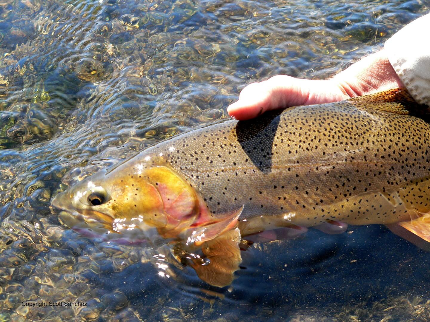Latest blog post: Scratch That Fishing Itch by Scott Sanchez #linkinbio
Want to experience what makes August fishing so AMAZING? Let one of our experienced guides take you out on the water and scratch that fishing itch. Call us to book now (307) 733-3270
Open daily 10am-6pm
#jdhighcountryoutfitters #jacksonhole #visitjacksonhole #flyfishing #jacksonholeflyfishing