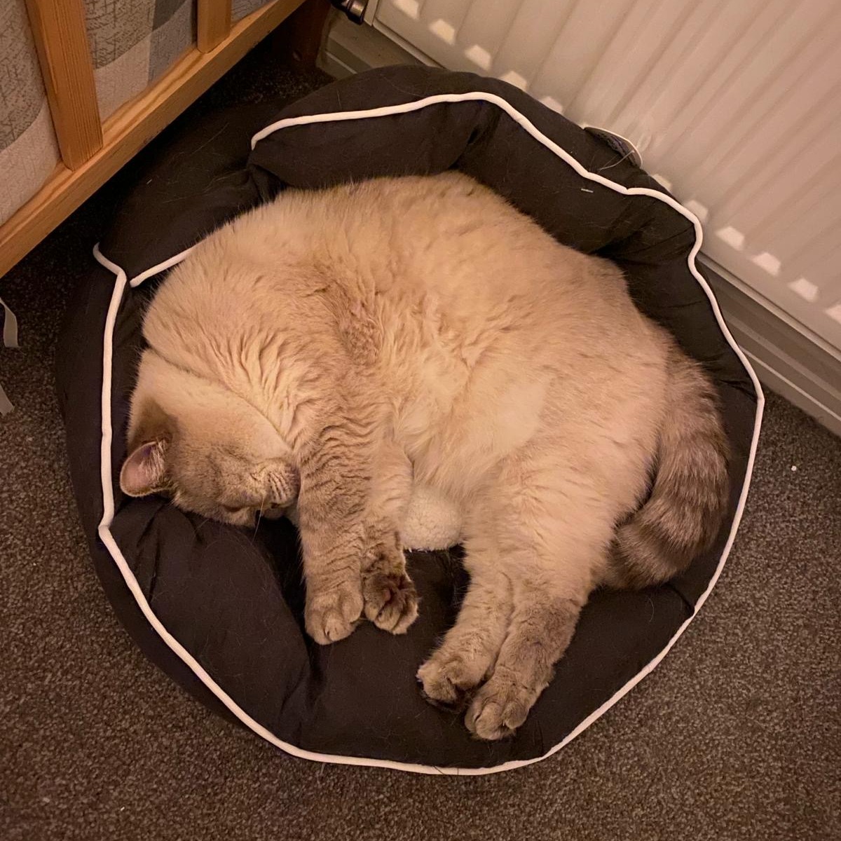 Your furry friend deserves the best! 😻
Don't miss our spring sale with up to 50% off on selected items!
Hurry up and get your paws on these amazing deals before they run out! 🐾
#catsofinstagram #springsale #meow