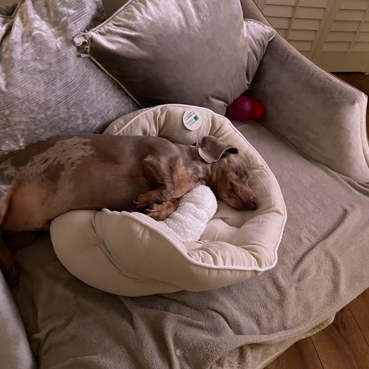 It is a bit small for Alfie, but he said don’t return it!
#CozyFit #PetLove #AlfieTheAdorable