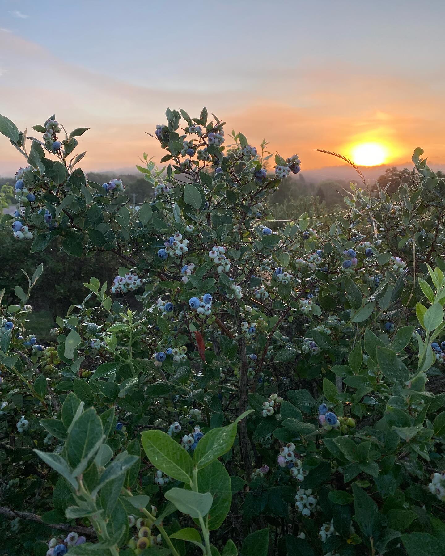 While the picking is still plentiful this week, blueberry season will be winding down soon! If you have yet to stock up on blueberries, now’s the time to do so. We’ll be taking orders for ready-picked berries through the end of this week.