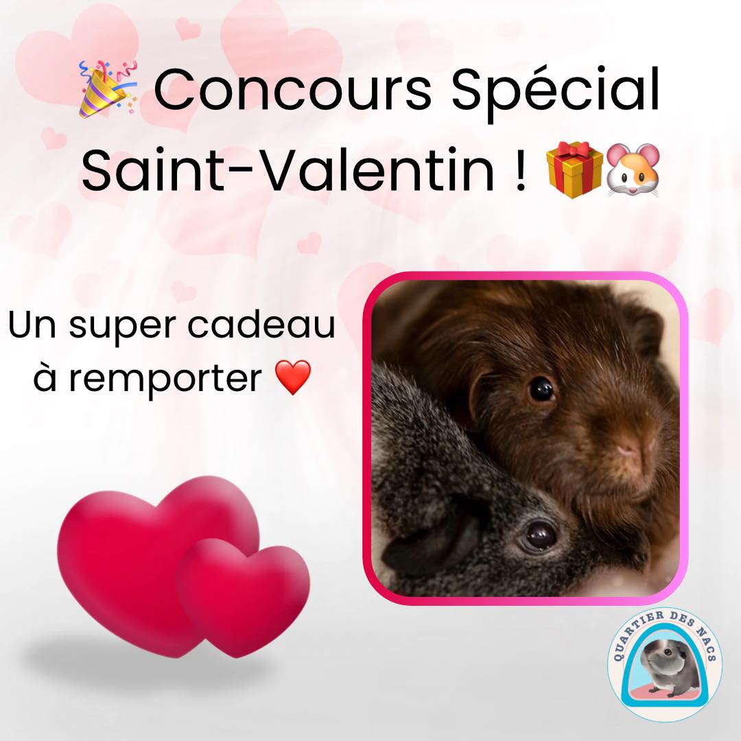 Concours Saint-Valentin 🐹💕
“🎉 Concours Spécial Saint-Valentin ! 🎁🐹”
À l’occasion de la fête de l’amour, Quartier des Nacs vous propose de gâter vos petits compagnons avec un magnifique coussin cœur, doux et moelleux, spécialement conçu pour leur offrir un maximum de confort.
📅 Concours du 15 janvier au 5 février.
Le/la gagnant(e) sera tiré(e) au sort le 6 février.
✨ Le lot à gagner :
• 1 coussin en forme de cœur.
• Dimensions : 40 cm x 36 cm x 4 cm.
• Épais, rembourré et ultra moelleux, parfait pour le repos de vos NACs.
• Valeur : 30€.
💖 Comment participer ?
1️⃣ Likez et commentez ce post en disant « je participe »
2️⃣ être abonné à @QuartierdesNacs.
3️⃣ Identifiez 3 amis en commentaire (plusieurs participations autorisées avec des amis différents).
4️⃣ Partagez ce post en story en mentionnant @QuartierdesNacs. 🐾💘
📌 Informations importantes :
• Dates : Le concours débute le 15 janvier et se termine le 5 février à 23h59.
• Conditions : Être majeur(e) et résider en France métropolitaine.
• Le/la gagnant(e) sera contacté(e) par message privé sur Instagram. Le lot sera envoyé par Mondial relais .
Instagram n’est pas responsable de ce concours.
🎁 Bonne chance à tous et faites plaisir à vos adorables compagnons avec Quartier des Nacs ! 🐹💕
Prenez soin de vos petits compagnons avec Quartier Des Nacs 🐾❤️
#animauxdecompagnie #cochondinde #accessoireanimaux #concours #lapin #chất #chiwauwa