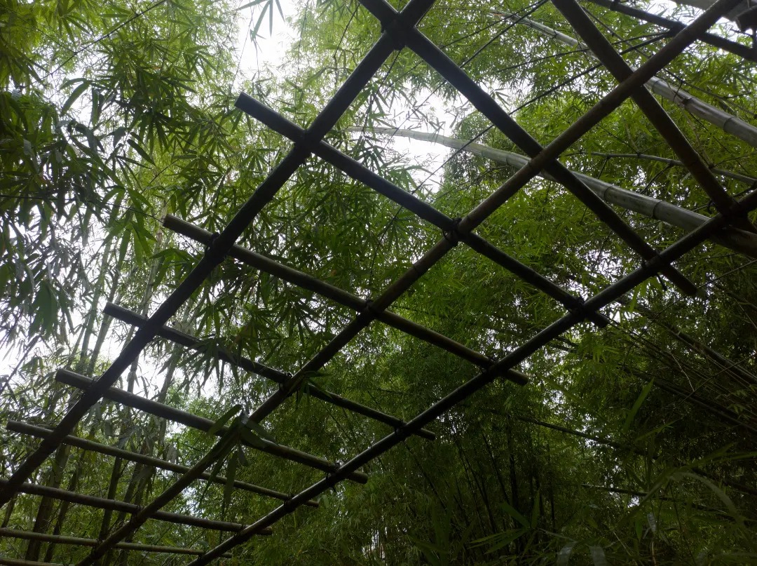 Step into the world of Asim Waqif, where he provides insights into his artistic philosophy and ways of exploring risk in the realm of public art and discusses his ongoing project "Bamsera Bamsi," turning a living forest into a musical instrument, with the work spanning over 20 years at Srihatta, the Samdani Art Center, and Sculpture Park in Sylhet.
Image 3 - Asim Waqif's brother, Nadeem Waqif, on site at Srihatta.
Read the full article on @stir_world
Link in bio!
@dhakaartsummit
@nadiasamdani
@rajeebsamdani
@dhakadiana
@rux_q
@asimwaqif
@swilin_haque
@sazzad1985
@iftekharnoor
#dhakaartsummit #samdaniartfoundation #dhaka #sylhet #art #artwork #DAS #exhibitions #contemporaryart #srihatta #artistresidency #sculpture #asimwaqif