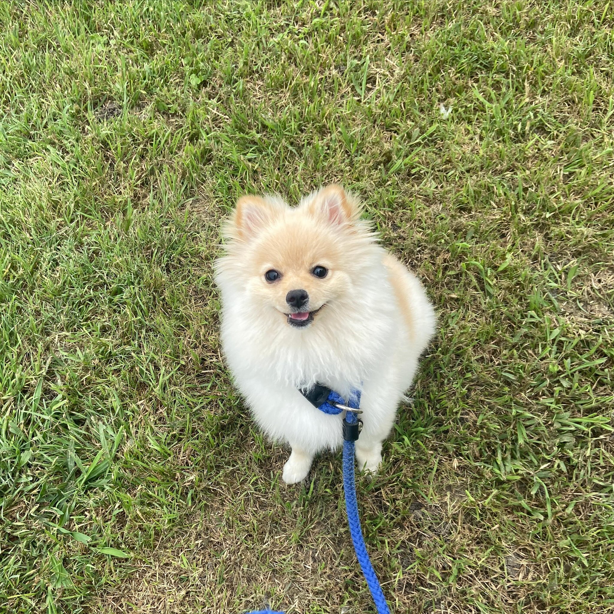Chanel is here with me for a 2 week puppy program. She will be working on her obedience and learning how to have an off switch. She’s such a smart girl. Excited to be working with her