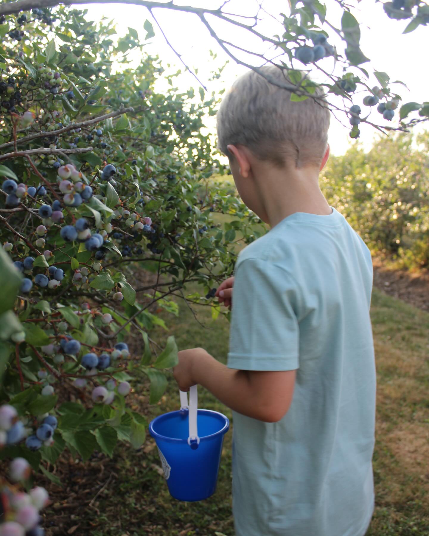 Today’s cloud cover is making for comfortably cool temps on Berry Hill! 🌥️To make tonight’s blueberry picking even sweeter, Lone Oak Farm will be here serving ice cream and blueberry lemonade from 5pm - 8pm! 🍋🫐