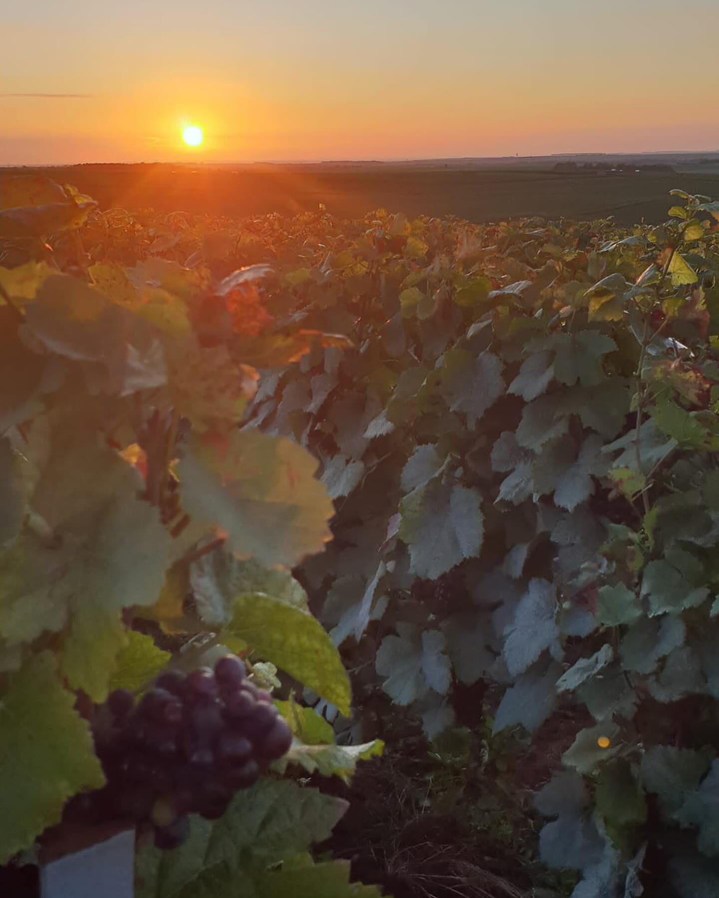 🍇Clap de fin🍇
Les vendanges 2024 se terminent à la maison Payelle,
Malgré une année pluvieuse les vendanges se sont faites sous le soleil à Ambonnay ☀️
Une semaine intense, physique mais inoubliable grâce à notre super équipe toujours aussi chaleureuse et motivée 💪🏻
Encore un grand merci à vous tous et à l’année prochaine