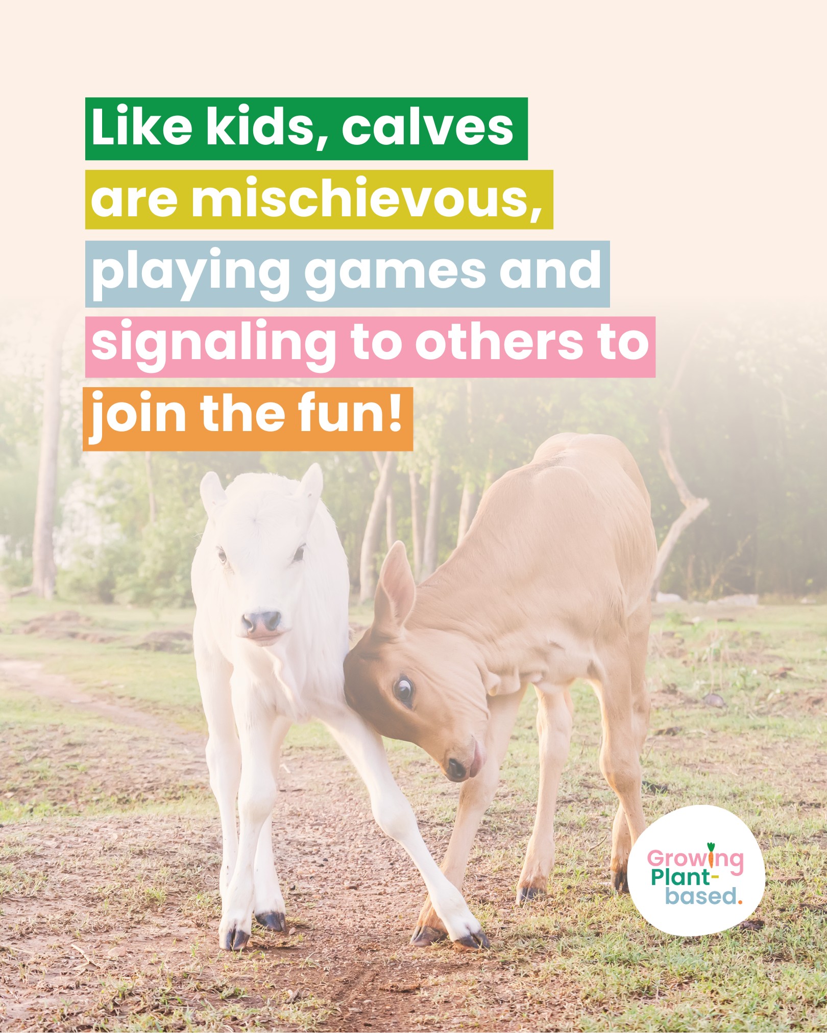5 Reasons to Celebrate Cows 🐄🎉
1️⃣ Uniqueness– Like us, each cow has an individual personality! Some are bold, others shy, and calves exhibit their unique traits from birth.
2️⃣ Problem Solvers – Cows solve puzzles and celebrate with joy, showcasing intelligence and a love for challenges.
3️⃣ Best Friends Forever – Cows form deep friendships, often grooming their favorite companions and becoming stressed when separated.
4️⃣ Loving – The mother-calf bond is strong, lasting for months in natural settings, and separation causes lasting emotional pain.
5️⃣ Playful – Like kids, calves are mischievous, playing games and signaling to others to join the fun.
🌱 Choosing compassion on our plates is a great way to help these incredible beings thrive. Let’s teach our kids the value of kindness and empathy for all!
#GrowingPlantBased #Cows #CowLover #AnimalIntelligence #Speciesism #CompassionForAnimals #VeganFamily #PlantBasedKids