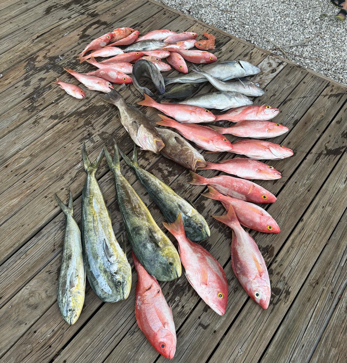 We have been filling boxes daily! We have a few spots open this week if your trying to get hooked up. @seasthedaycharters #seasthedaycharters #mahi #mahimahi #grouper #tilefish #yelloweyesnapper #snapper #scampgrouper #flkeys #keys #charters