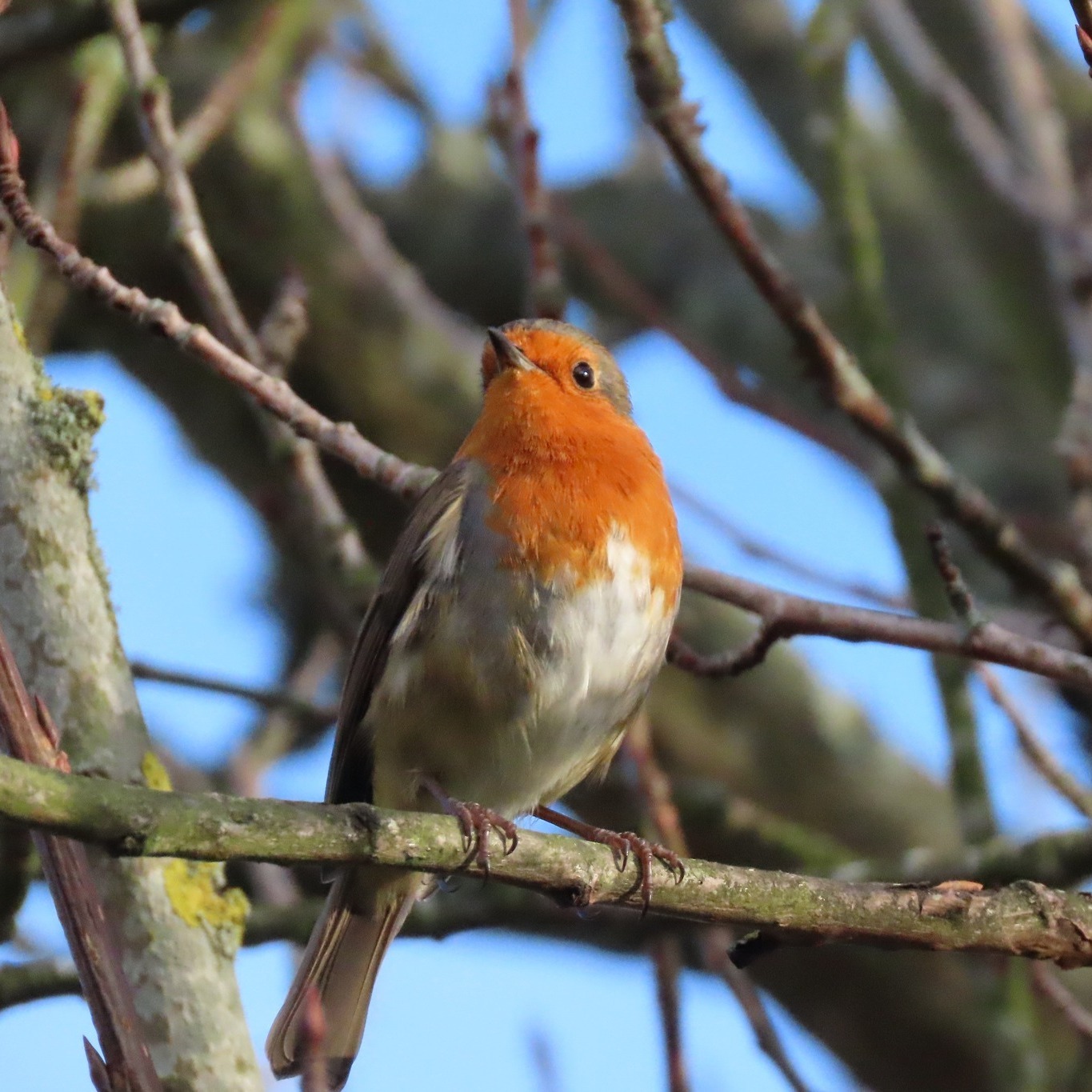 It was great to visit our first school of the year this week. We learnt how to identify some of the common birds that pupils might see in their playground, and started making some bird boxes to put up round the school ready for the spring. 🐦🌳
During the session we spotted robins, blue tits, blackbirds, buzzards, and red kites from the school grounds! 😍
.
.
.
#Aigas #EnvironmentalEducation #OutdoorEducation #NaturedaysAtAigas #Outreach #AigasFieldCentre #Wildlife #WildlifeEducation #WildlifeDiscovery #WildlifeDetectives #NatureDetectives #NatureEducation #DiscoverNature #Nature_Lovers #Highlands #Scotland #ScottishHighlands