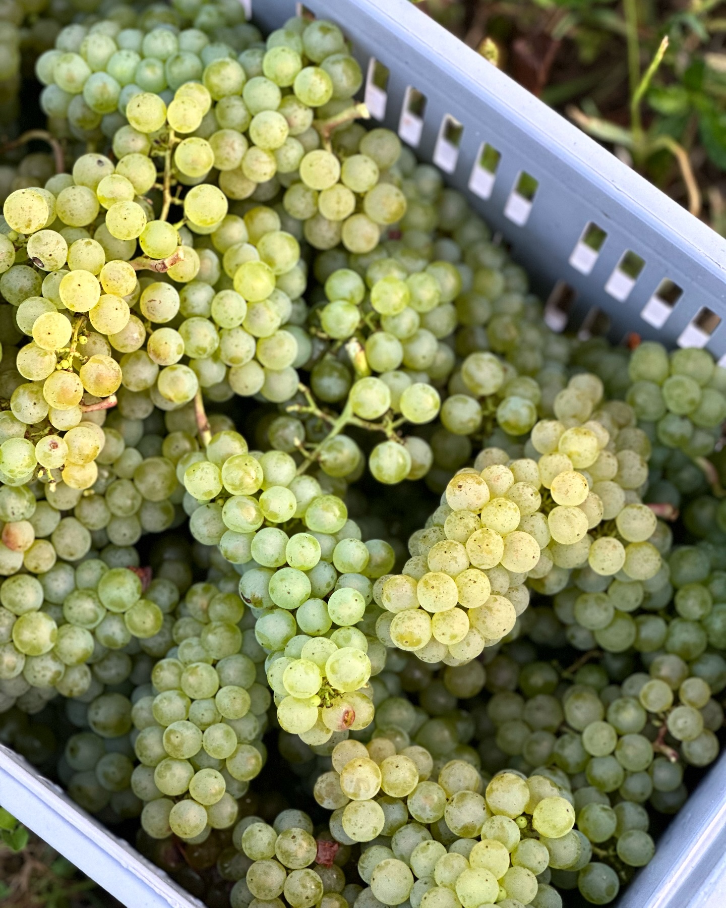 HUGL SPRUDEL IN THE MAKING 😍 Harvest 2024 - here we go 🍾🚀🍇 #kamptal #organic #huglsprudel #chardonnay