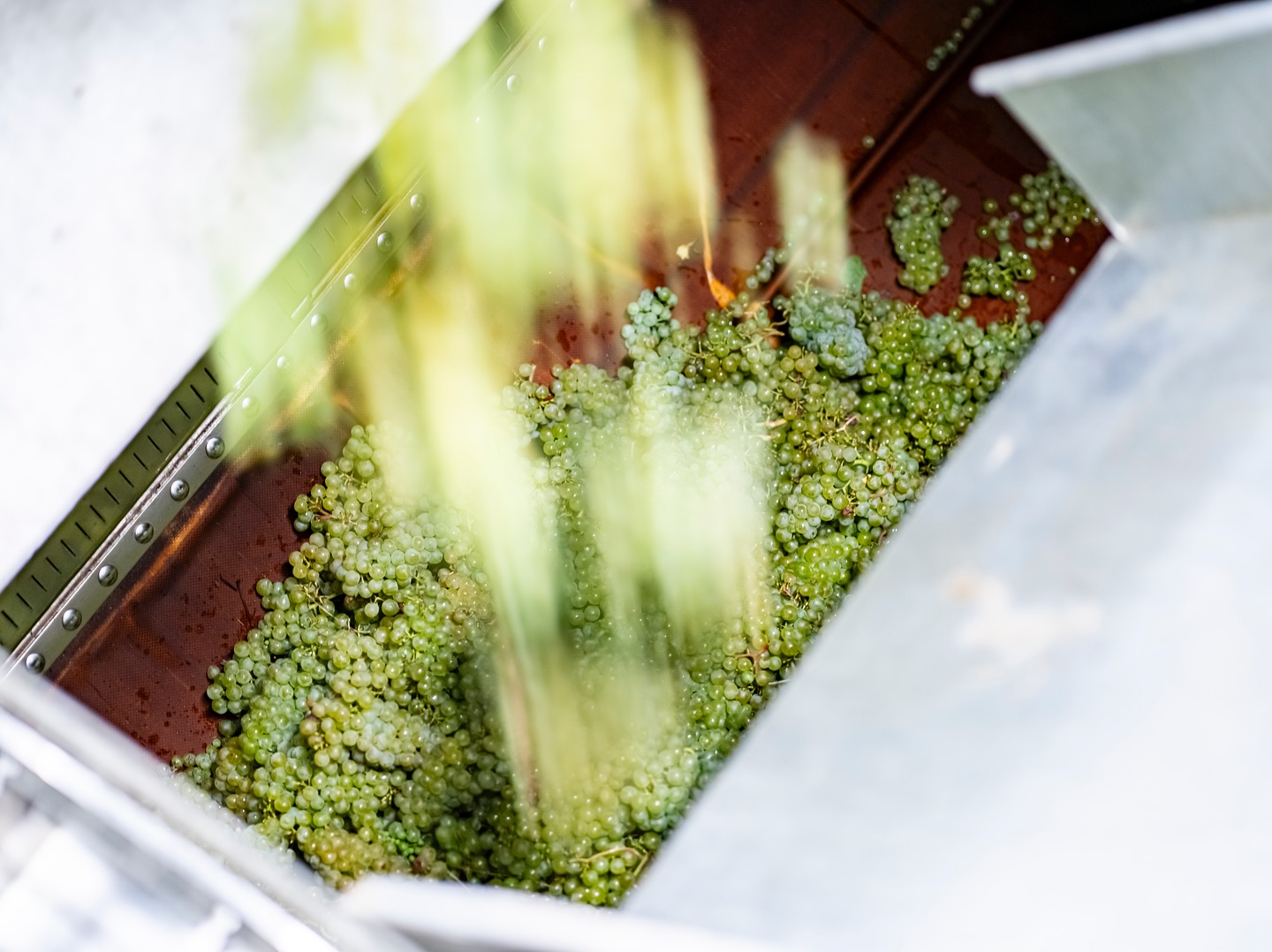 Hoch die Hände - LESE ENDE 🚀🍇 So schnell wie noch nie und evtl. auch so heiß wie noch nie, aber mit Vollgas haben wir heute die Sektlese beendet 🥳🍾 Danke an alle fürs Mithelfen, fürs Mitschwitzen, fürs Waschen und fürs Dauer-Pickig-Sein 😅 Extra Shoutout an Johannes, Dani, Felix, Elvira, Anna, Ali, die Flöllas, Francisca und Robschi - ohne euch wärs nicht halb so schön gewesen! 🤍 und ich sag der Hitze jetzt adieu und geh in den Keller 🌞 #huglsprudel #harvest2024 #langenlois #kamptal