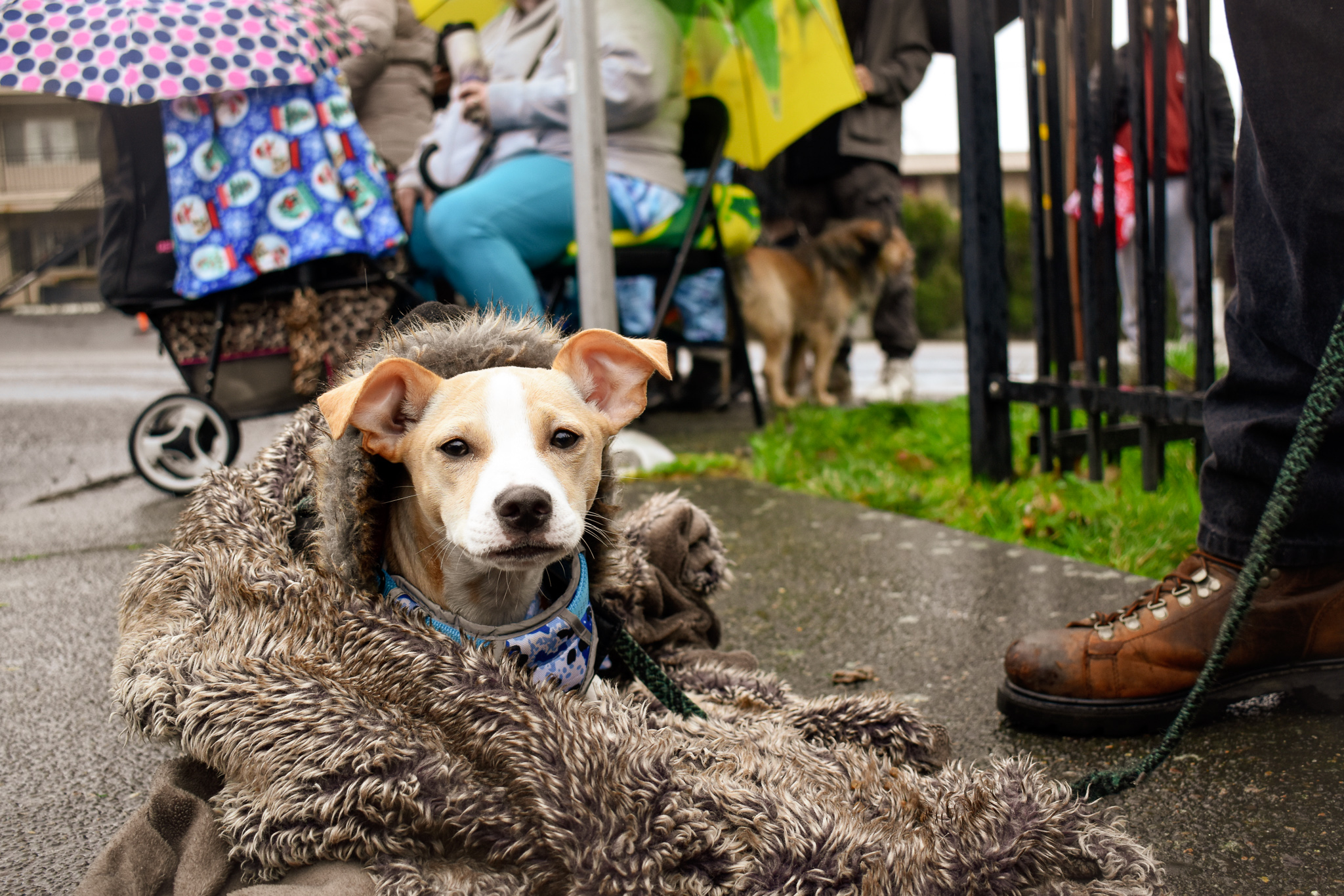 ➡️ Homelessness, extreme poverty and animals. No one likes how these words fit together. Like a puzzle we don't want to complete, they conjure up images we turn away from, unwilling to look long enough to see who's really there.
For nearly eight months, I've been following the extraordinary work of the Portland Animal Welfare (PAW) Team. More than a group of volunteers and veterinarians, PAW Team is ground for many who have been uprooted, invisible, and living in precarious situations that become even more unpredictable with encampment sweeps and inclement weather.
From drop in wellness clinics to long term care for aging companions, the PAW Team is a net for those who could easily slip through the cracks. A health certificate could literally be the difference between someone having housing or sleeping in their car again.
During my time with PAW Team, I'm not only bearing witness to the people and animals who are finally receiving the care, respect and visibility they deserve, I also bear witness to how this dynamic group of staff and volunteers flow together, lean in for support, laugh and, of course, cry, at how outrageous it is that we can't just get over our biases and judgements, and help one another.
I have more work to do in telling their story. I can't wait for you to see it. 📷
If you feel compelled to support PAW Team by volunteering or donating, please visit https://www.pawteam.org/.
🌟💙🌟
#compassion #homelessness #portlandoregon #whatifwesawthem #animalphotojournalism #PAWteam