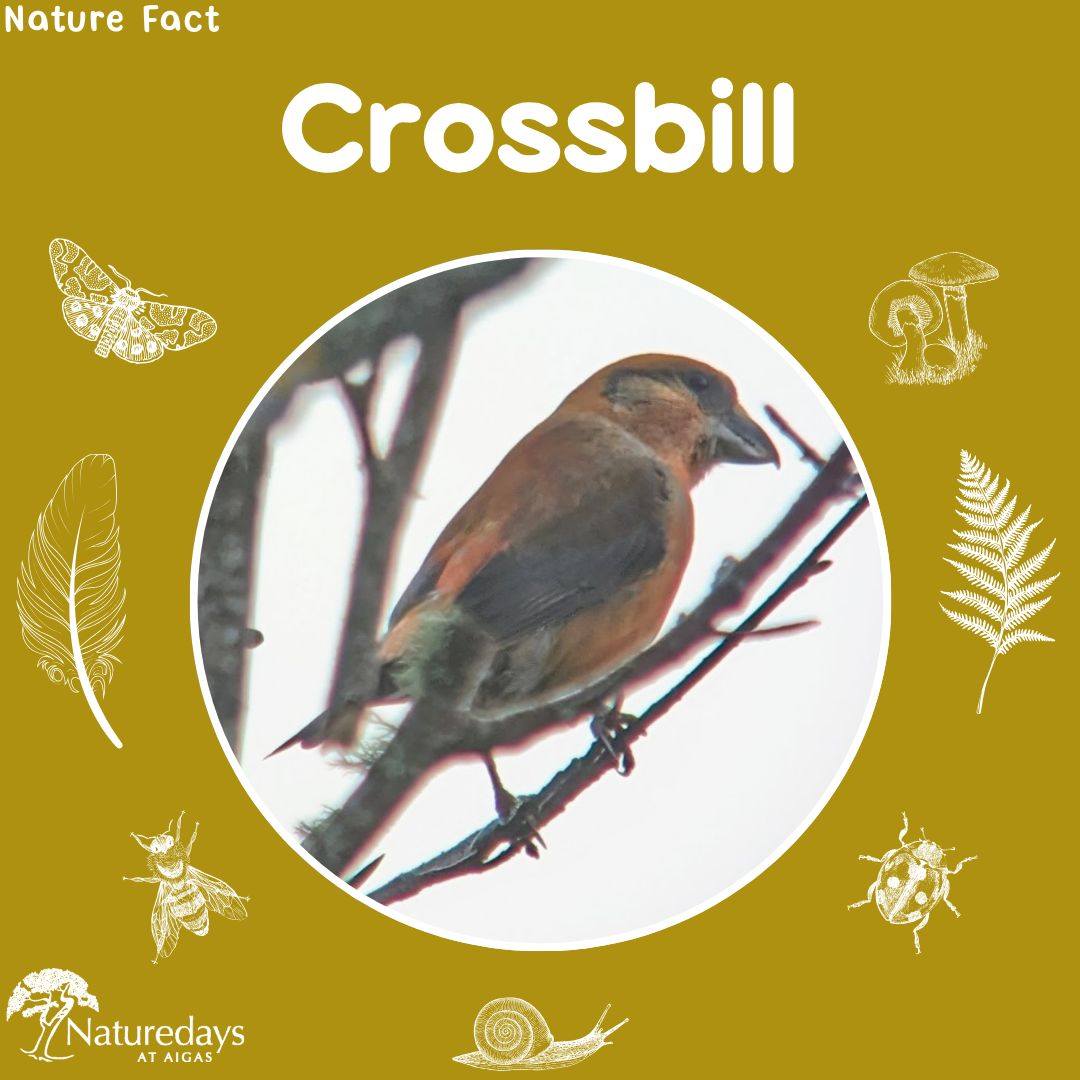 Crossbills are a member of the finch family. Males are red in colour, whereas females are grey-ish. 🐦
Crossbills use their special crossed bill to get seeds from conifer tree cones. To get to the seeds, they use their bill to force the scales of the cone open, which can leave a split down the middle of the scales. We often find pinecones with split scales under trees at the Field Centre. They are clues that crossbills have been feeding in the area! 🌲
.
.
.
#NatureFact #NatureFacts #Crossbill #Aigas #NaturePhotography #WildlifePhotography #BirdStagram #BirdPhotography #BirdWatching #Nature_Lovers #Highlands #Scotland #EnvironmentalEducation #NaturedaysAtAigas #AigasFieldCentre #Wildlife #WildlifeEducation #WildlifeDiscovery #WildlifeDetectives #NatureDetectives #NatureEducation