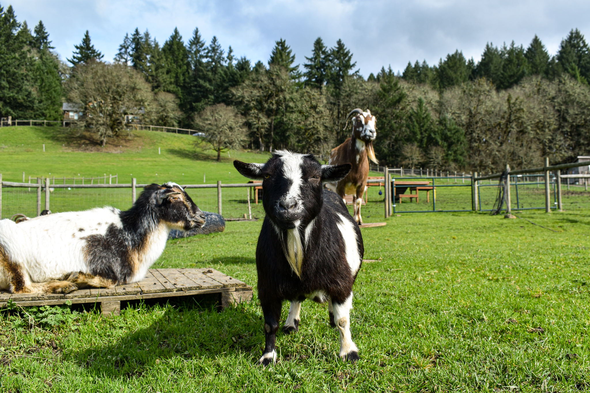 The holy goats of Wildwood Farm Sanctuary.💜
They live their lives free from exploitation, free from being seen as a product or a machine. They've made it to sanctuary. For many others, life is drastically different.
Goat milk, goat soap, goat cheese - all are marketed as wholesome products derived from happy goats wandering through green pastures in the summer sun. We know, however, that in order to obtain goat milk, babies are taken from their mothers so that her milk can go to humans.
I wonder what heartbreak tastes like. ➡️🥛
🙏 Yet today, I don't want to focus on the thousands of mother goats who will lose their babes. Today, let's look at sanctuary. Let's look at the goats in these images who have full buckets of hay, clean spaces to rest, and pastures they share with friends.
I think the animals know what their lives could have been if someone didn't say, "Hello there, I see you. Come, let's take this other road. The road of compassion and kindness. You are safe now. We'll walk together." 🐐💗🐐
Let's walk together.
✨🖤✨
#whatifwesawthem #animalphotojournalism #animalliberation #goats #goatsmilk #goatscheese #goatsmilksoap