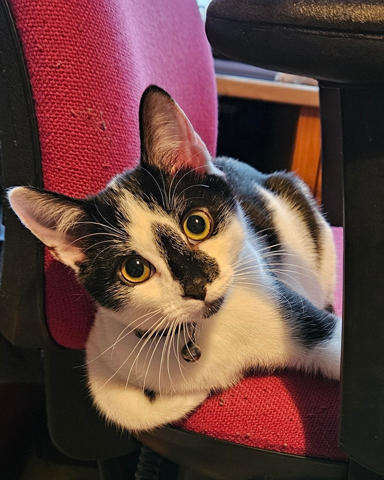 I clipped nails for this little madam today. I come out to the home. No stress for the cat or owner via transport or vet visits. I love my job 😊