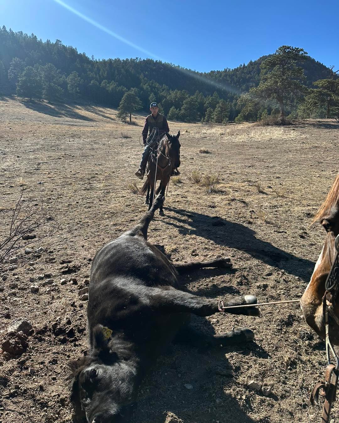 MacGregor Ranch Summer Internship 2025
Apply Now: https://form.jotform.com/250224762225147
Looking for an unforgettable summer experience? Apply now for the 2025 MacGregor Ranch Summer Internship!
Live and work on a stunning historic ranch in Estes Park, Colorado, while gaining hands-on knowledge and experience in the agriculture field. Housing is provided, making it easy to immerse yourself in this unique opportunity.
Don’t miss your chance to learn, grow, and make memories in one of the most beautiful settings imaginable!
Apply here: https://form.jotform.com/250224762225147
Know someone who might be interested? Share this with them!