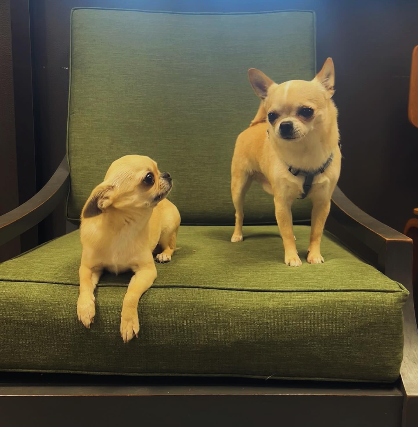 Angie and Weasley decided to twin for the start of National Dog Week 🐶
How are you celebrating your furry friend(s) this week?
Snap a picture and don’t forget to tag us! 📸
@petsfirstchi