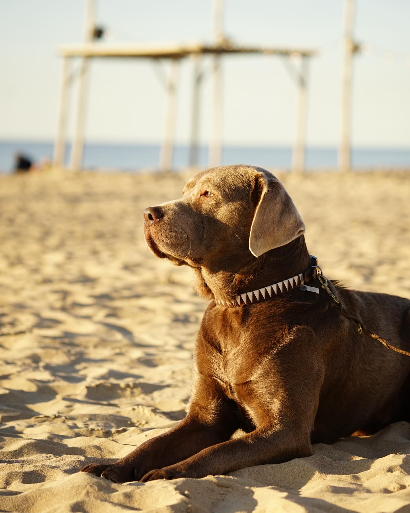 Life is better at the beach 🐚🐶
Buddy genießt noch das schöne Wetter am Strand bevor es bald richtig kalt wird 🙈
Sein Strandoutfit ist Samt Braun und Satin Silber 🤎🤍
Wer wäre jetzt auch viel lieber am Strand? 🫠
#doglove #hundehalsband #handmade