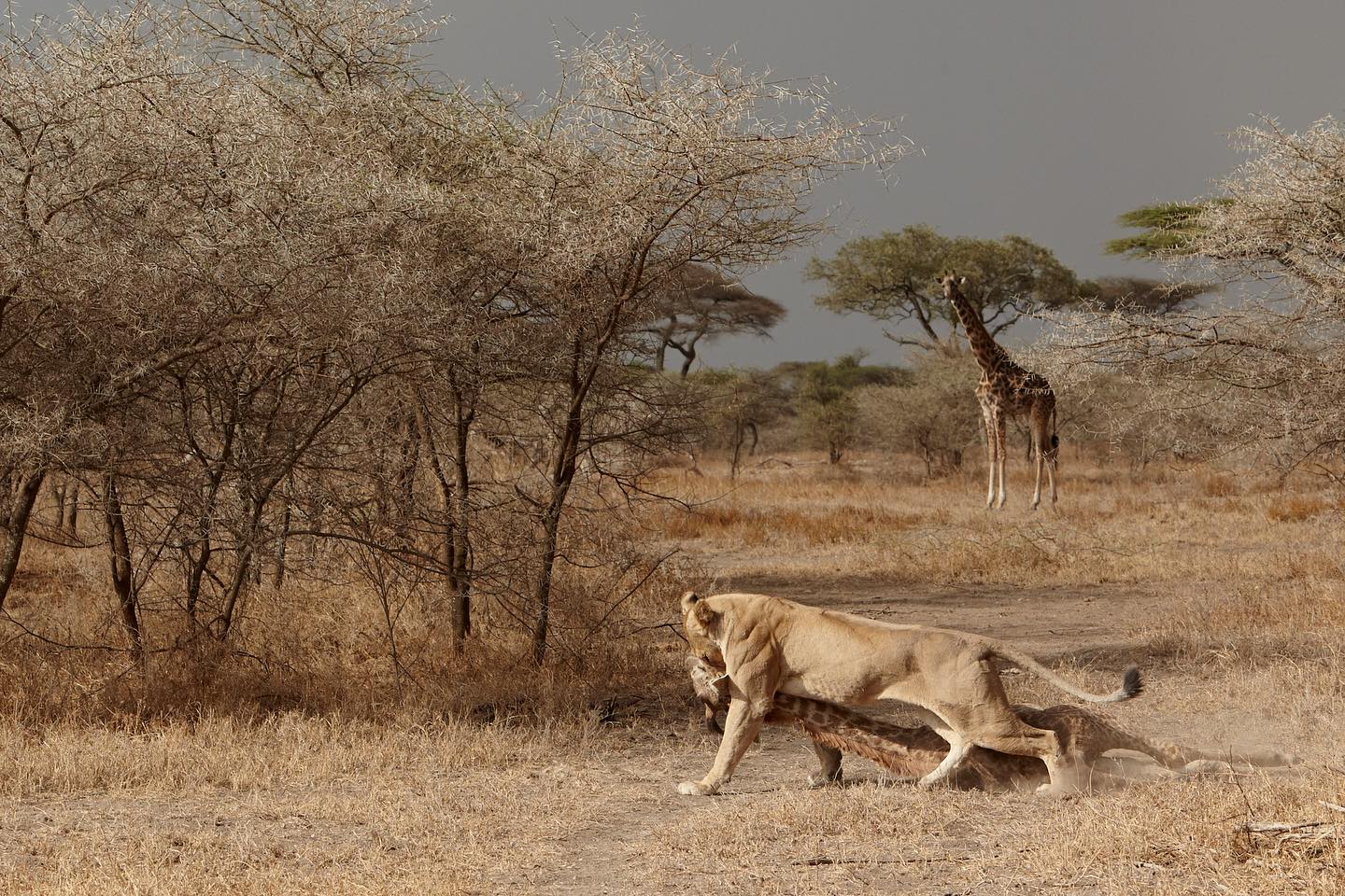 On world lion day we celebrate the grace and power of these incredible cats #cat #wildlifephotography #africa