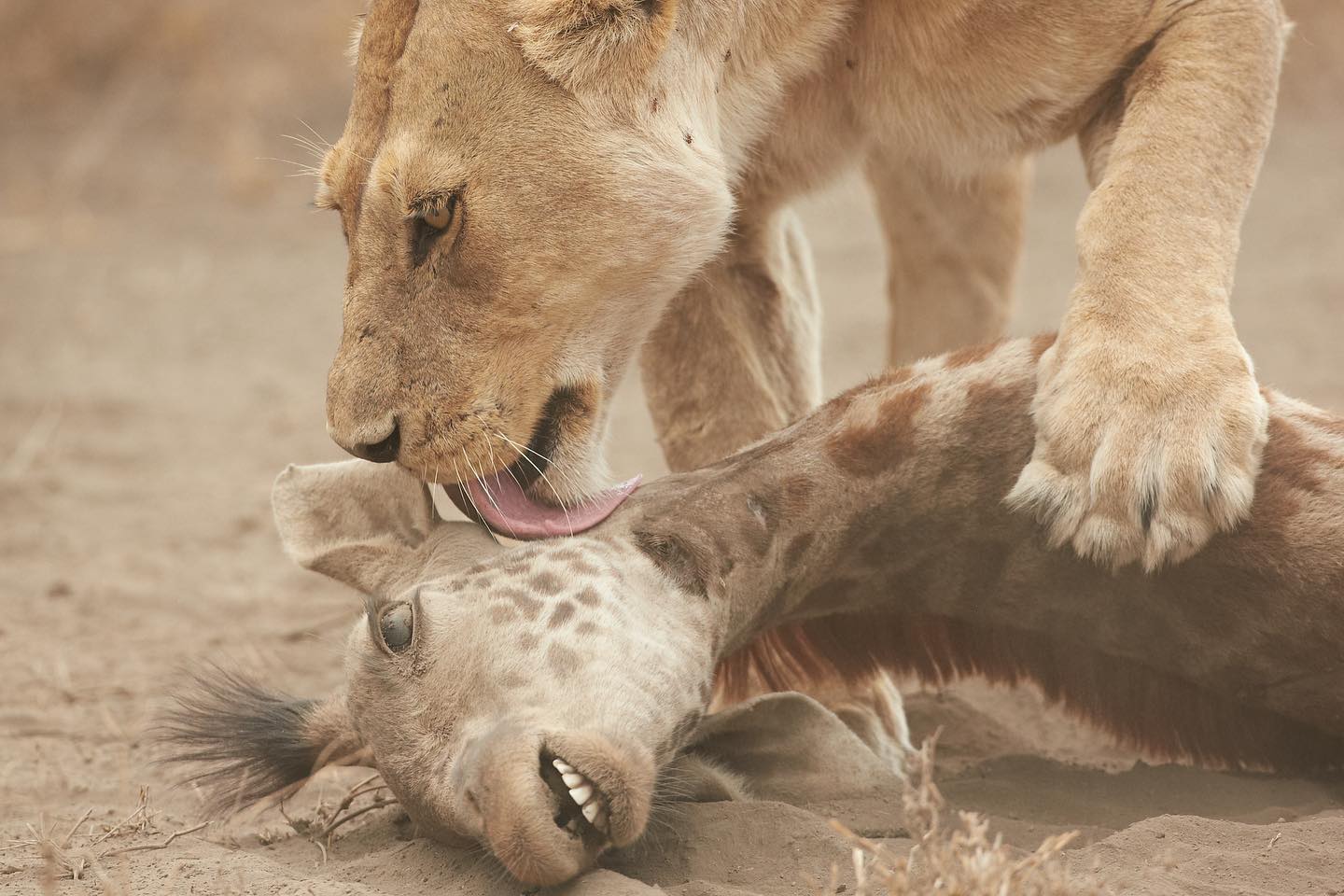 Not exactly the kiss of life but in fact the kiss of death. A Lioness kills a young giraffe timely for her young cubs #lion #cat #wildlife #africa #photooftheday