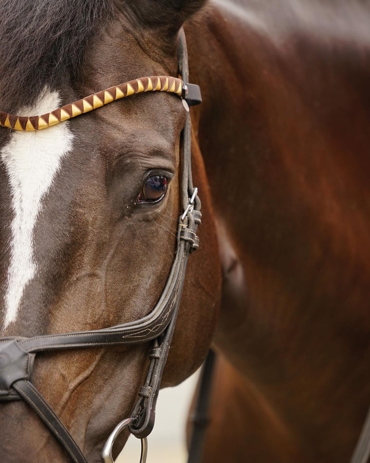 Unser geschwungener Stirnriemen im Retro-Style 🥰
Samt Braun und Satin Gold 🤎💛
Ihr könnt euch die Stirnriemen und alle anderen Produkte in euren Wunschfarben zusammenstellen
➡️ www.happy-jumper.com
Wir stellen alle Produkte in unserer Manufaktur in Handarbeit her ❤️
#happyjumpersuitsyouup #happyjumpercom #behappy #matchi #horsefashion #equestrianstyle #horseriding #stirnriemenglitzer #stirnriemen #browbands #pony #browbandsofinstagram #stirnriemenaufwunsch #handmadeimrheinland #custommade #partnerlook #onlineshop #konfigurator #designyourownlook #createyourownstyle #handmade