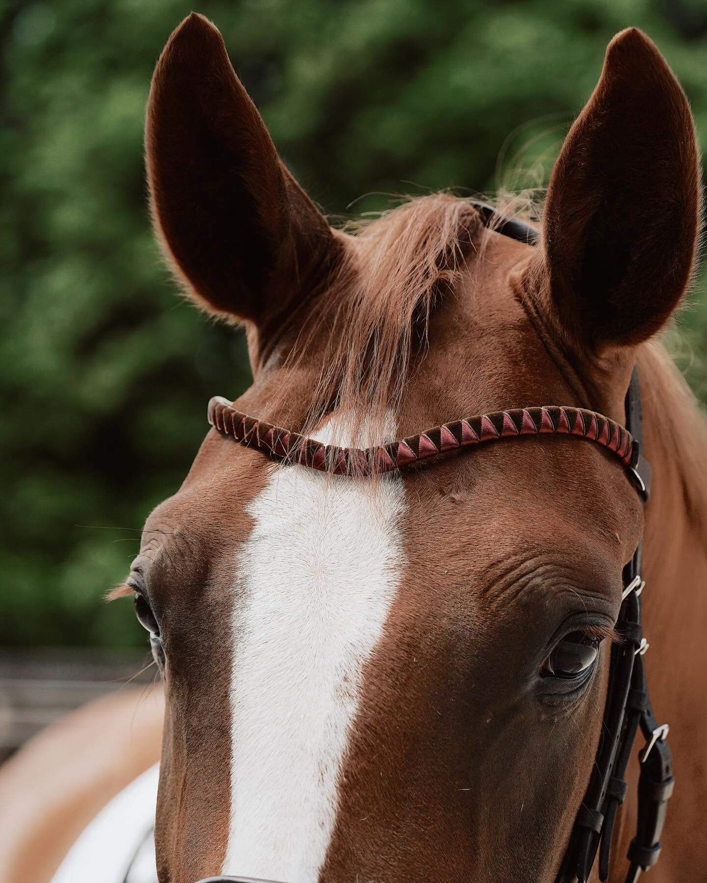 Unsere geschwungenen Stirnriemen sind mit viel Liebe handgefertigt und ihr könnt sie euch in euren Wunschfarben zusammenstellen!
@pia_leuwer hat sich für Ihren Fuchs Samt Braun und Satin Aubergine ausgesucht und es passt perfekt 🤎
Vielen Dank an @eq.mgmt & @pb_eventhorses ! 📸❤️
www.happy-jumper.com
#happyjumpercom #happyjumpersuitsyouup
#handmadeimrheinland
#stirnriemen #stirnriemenglitzer #browbands #horses #stirnriemenaufwunsch #showjumping #horselove
#horsephotographer #pbeventhorses