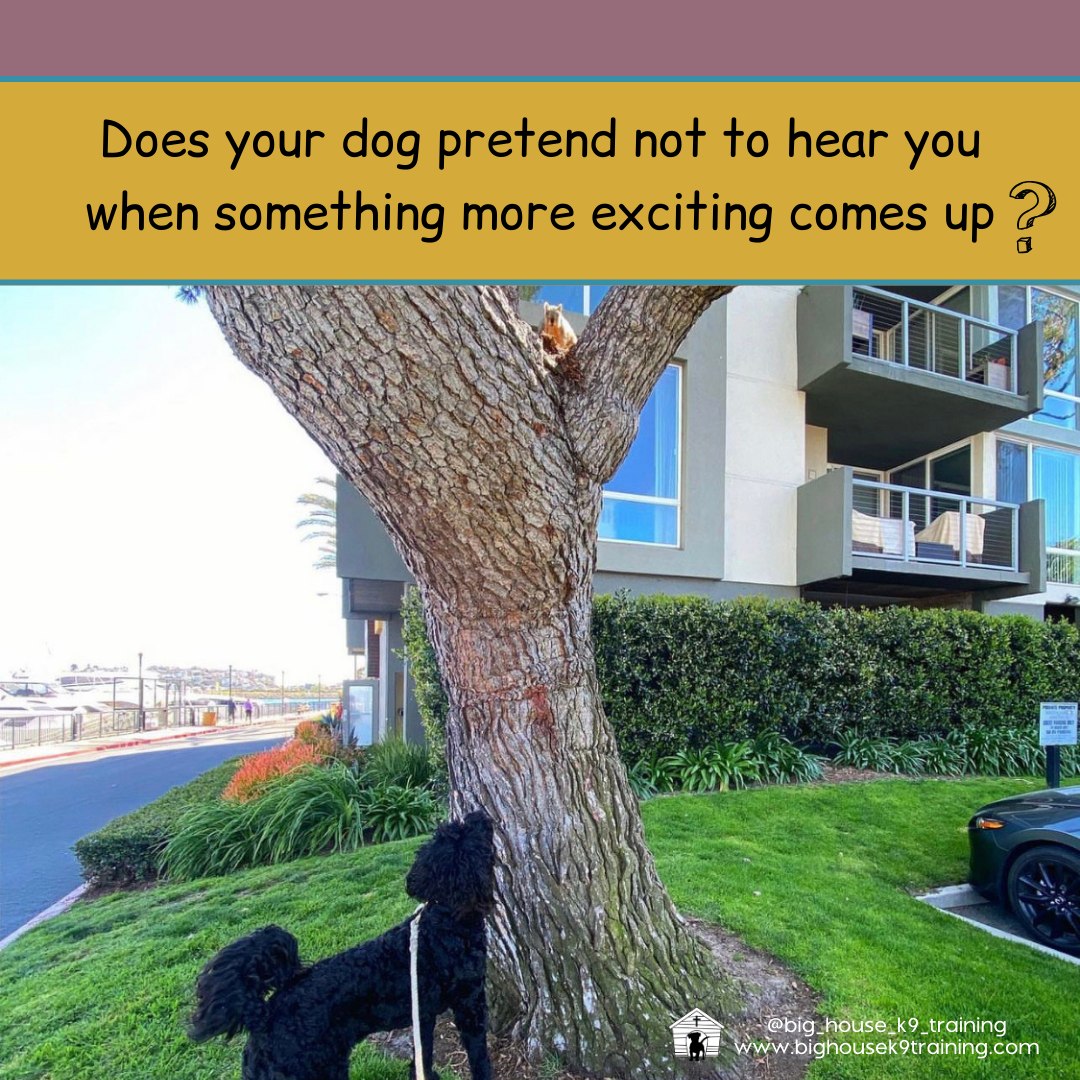 My Dog Is Smart... So Why Don't They Listen?
Does this sound familiar?
Your dog is a genius in training⦠He learned āsitā in 3 repetitions.
He knows how to behave at mealtime. He never jumps on you at home.
But at the same time, he ignores you at the park and pretends not to hear you when something more exciting shows up.
Here's the secret: Your dog isn't stubborn. They're confused.
It's like speaking two different languages. You think you're saying one thing, but your dog is hearing something completely different.
That's where we come in. We're like a translator for you and your dog.
Together, we can turn those "stubborn" moments into breakthrough moments.
Ready to start speaking your dog's language? Comment "help" below.
#rewardbasedtraining #dogtrainingtips #fearfreedogtraining #fearfreetraining #bhk9training #bhk9trainer #bhk9train #DogTraining #casagrandeaz #positivereinforcement #positivereinforcementtrainer #casagrande #bighousek9trainer #positivereinforcementtraining #bighousek9training