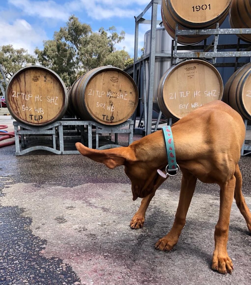 Action shot of Rou working hard in the winery.