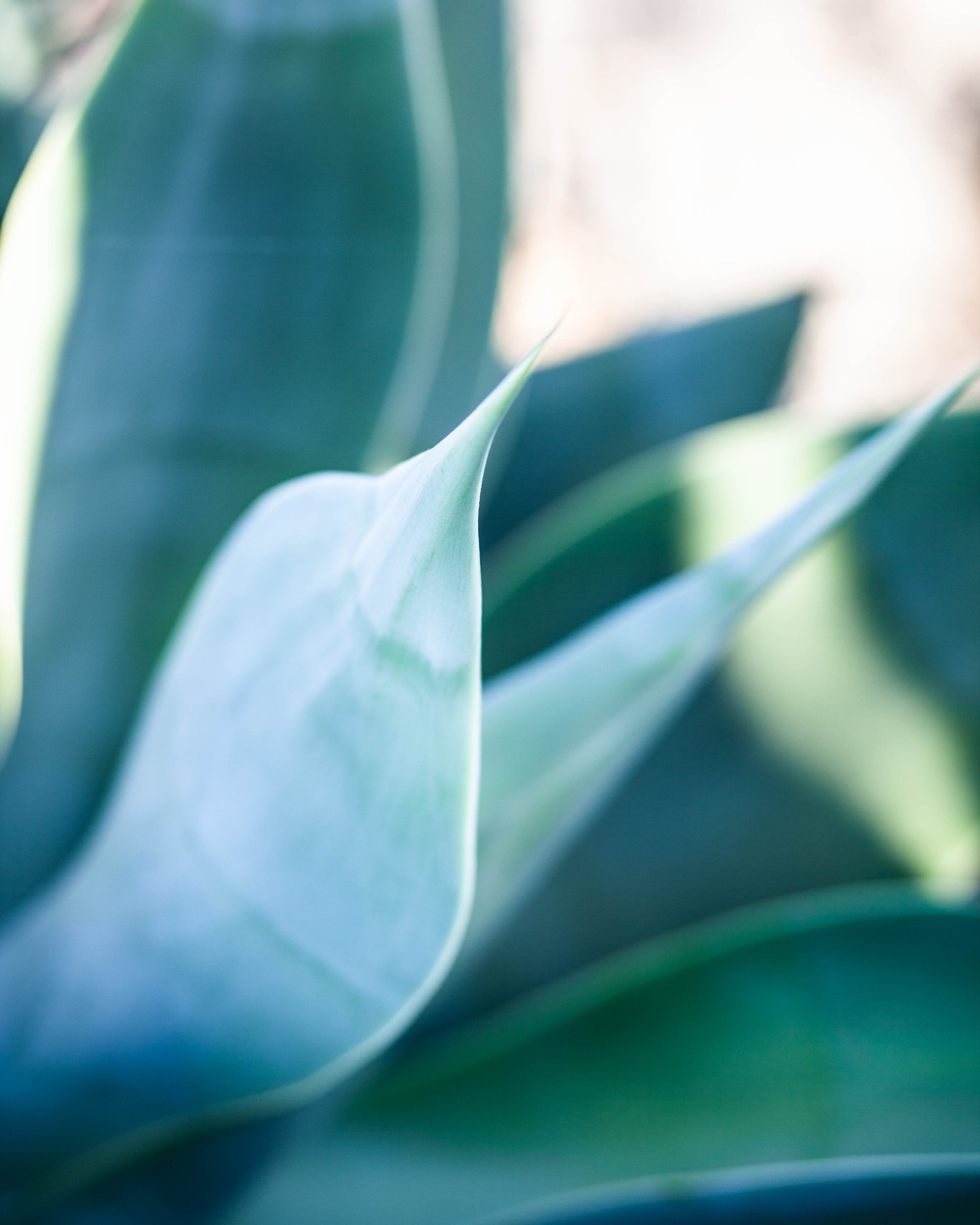 Good Morning!
#goodmorning #light #photography #plants #nature #shadows #motherearth #littlethings #loveindetails #makrophotography #fuerteventura