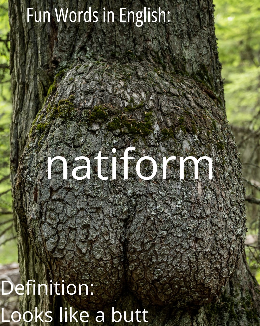 I see a lot of social media posts about fun words in other languages, like how Japanese has got tsundoku, which means stockpiling books but not reading them, or how German has got schadenfreude, or taking pleasure from someone else's misfortune. But English has got plenty of #FunWords too. The first I'd like to share is natiform, which describes things that resemble buttocks.
#English #EnglishWords #FunEnglishWords #FunWordsInEnglish #EnglishLanguage