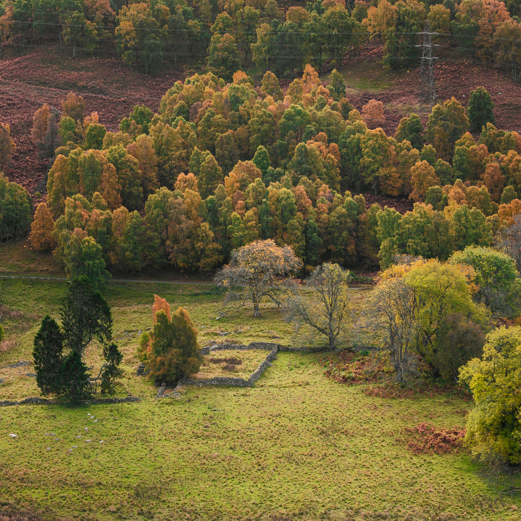 I could smell the grass from up here. Unless that was just the grass I was stood on.
#QueensView #Pitlochry #ScenicScotland #ScottishViews #NatureLovers #VisitScotland #DiscoverScotland #ScotlandTravel #ScotlandBeauty #ScottishLandscapes #NaturePhotography #HighlandViews #ScenicVistas #WildernessCulture #ScotlandAdventures #LandscapeLovers #ExploreScotland #TranquilScenes #ForestViews #TravelScotland #NaturePerfection #LochTummel #ScottishHighlands #ViewpointVibes #NatureIsCalling #OutdoorExploration #HiddenScotland #LoveScotland #ScotlandNature #PeacefulPlaces