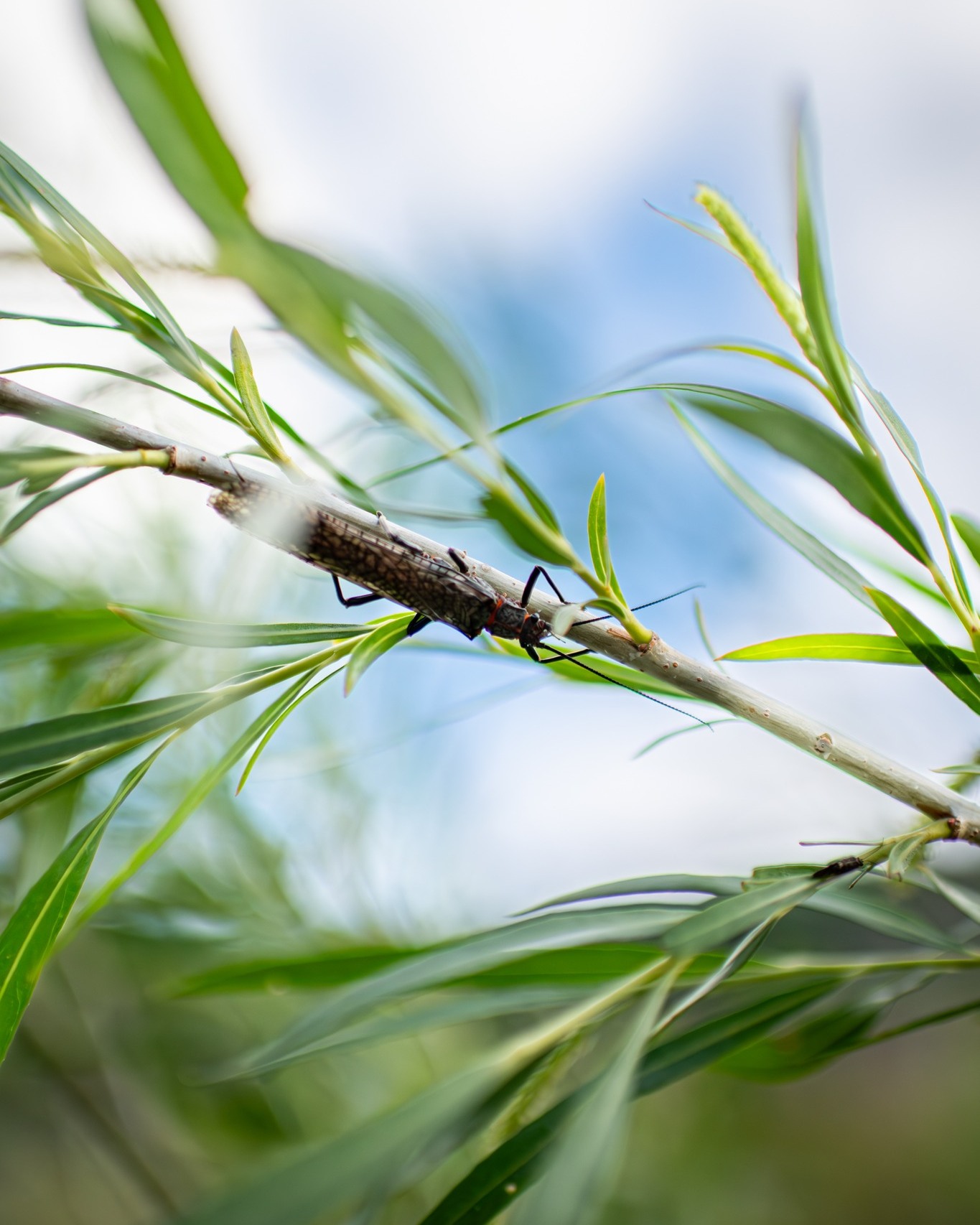 The salmonflies have come and gone, but we’re still dreaming of them! This hatch is always a lot of fun, and we’re already scheming for next year.
You know what would make next year’s salmonfly hatch even better? A custom-built American-made high-quality fly rod! Learn more on our website: https://sullivanflyrods.com/