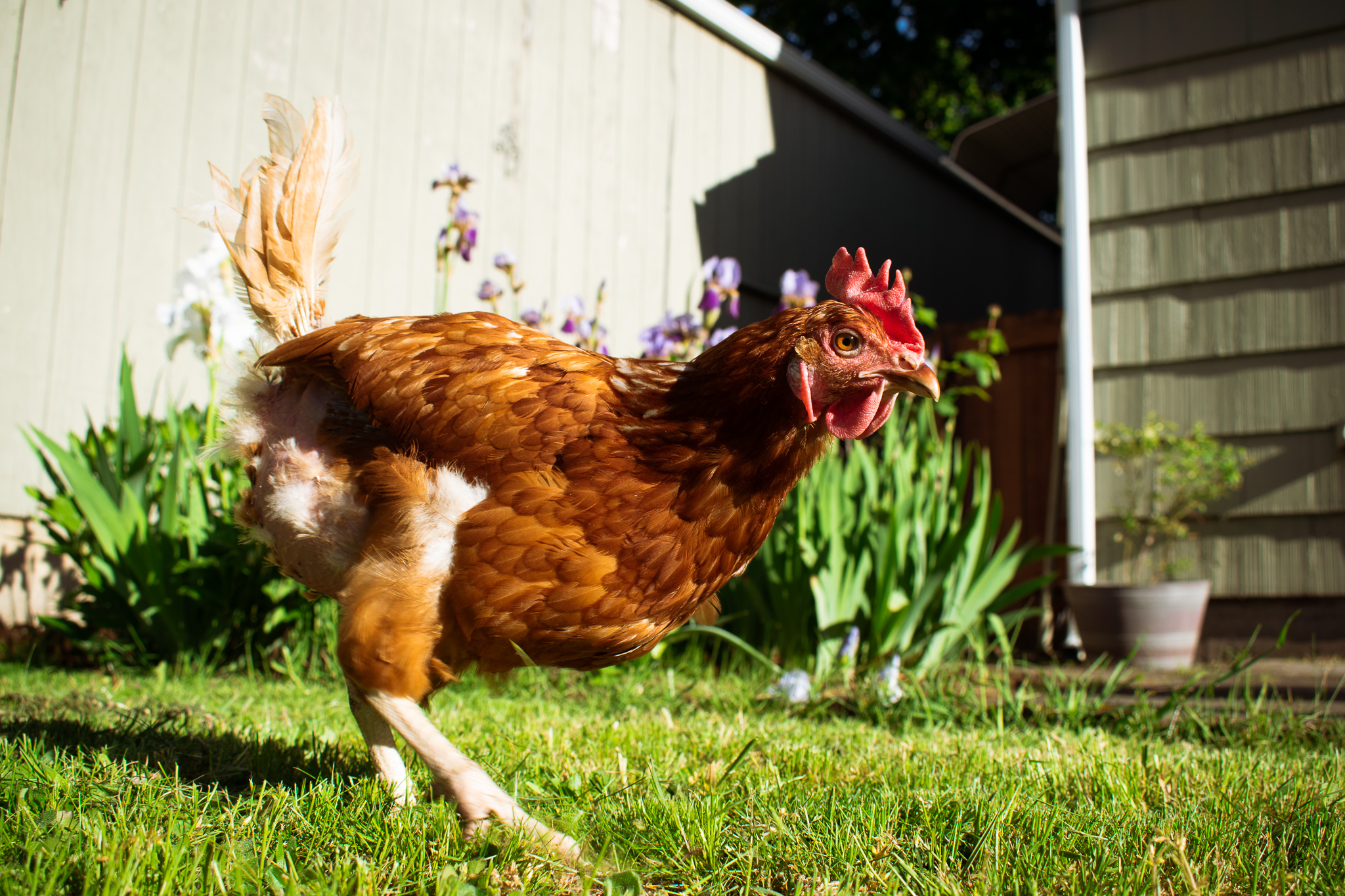 🌿 Her name is Mint, and she is her own person with a fiery and wonderful temperament. Totally present to her surroundings, and the first one to come running for blueberries, Mint has been enjoying her new sense of freedom in grass and sunshine. She is one of over 435 hens rescued from an egg-laying farm that shut down in Aurora, Oregon.
Her feathers are coming back in.
She is healing.
We are all healing through her liberation.
✨💛✨