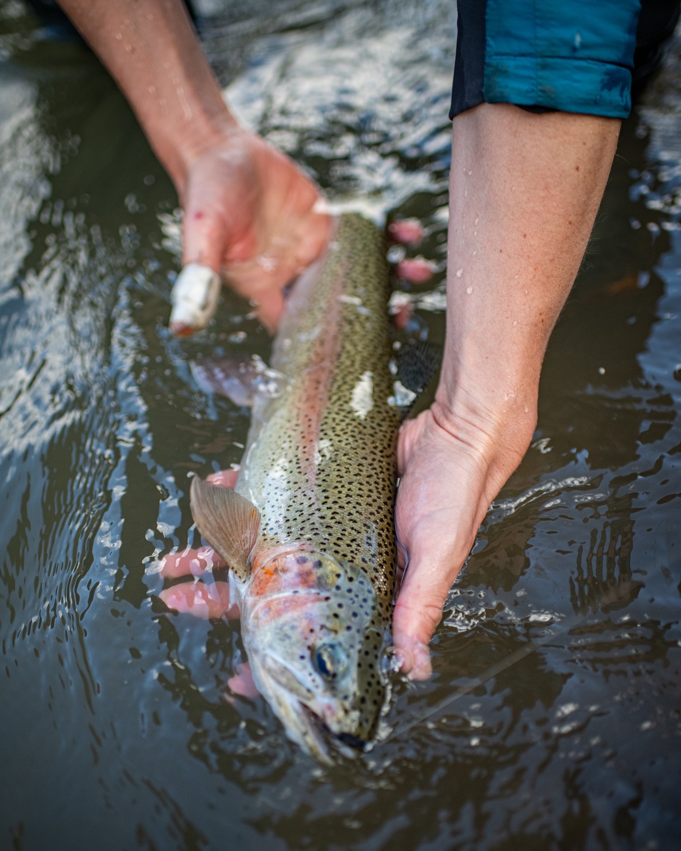 A moment for everyone to catch their breath. Keeping your fish in the water during the release process is important on these hot days, especially as water temps creep up. Keep them wet and get them released quickly!
#SullivanFlyRods #CustomFlyRods #FlyRods #FlyFishing #LivingstonMT #HandmadeInLivingstonMT #DifferenceBetweenArtAndProduction #AmericanMade #MadeInTheUSA