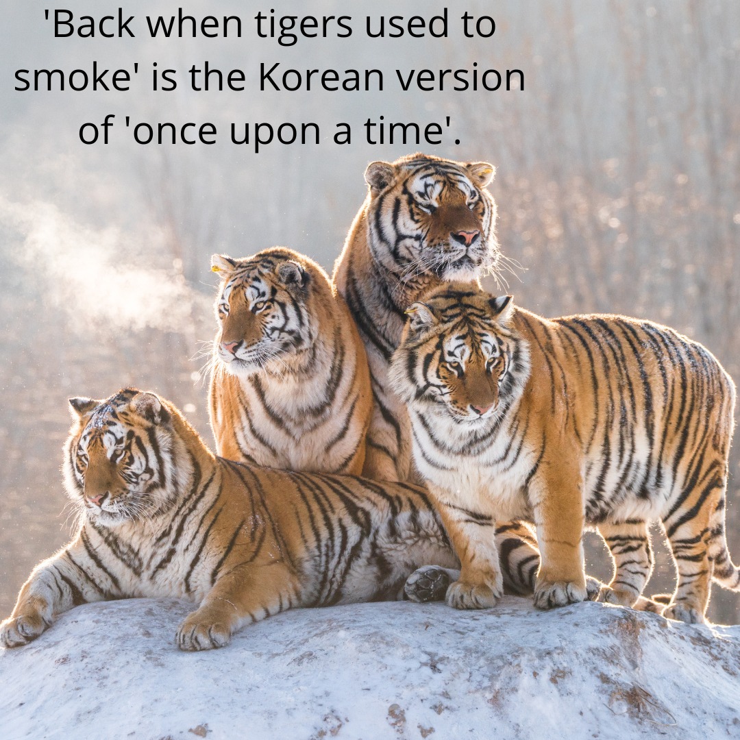 호랑이 담배 피우던 시절 translates to 'the days when the tigers smoked' and is often used to either mean a long time ago or to introduce fairy tales or stories, similar to our own 'once upon a time'. This saying is believed to come from when cigarettes were first introduced to Korea in the 17th century. Everyone smoked: adults and children both. But as Korea became more Neo-Confucian, smoking began to be restricted more for the upper classes and people would look back and remember the old days, back when 'even the tigers' smoked as an idealised period of time. It's unknown if this is actually true, of course, but it's interesting regardless. #Korea #KoreaMythology #Korean #KoreanLanguage #learnkorean