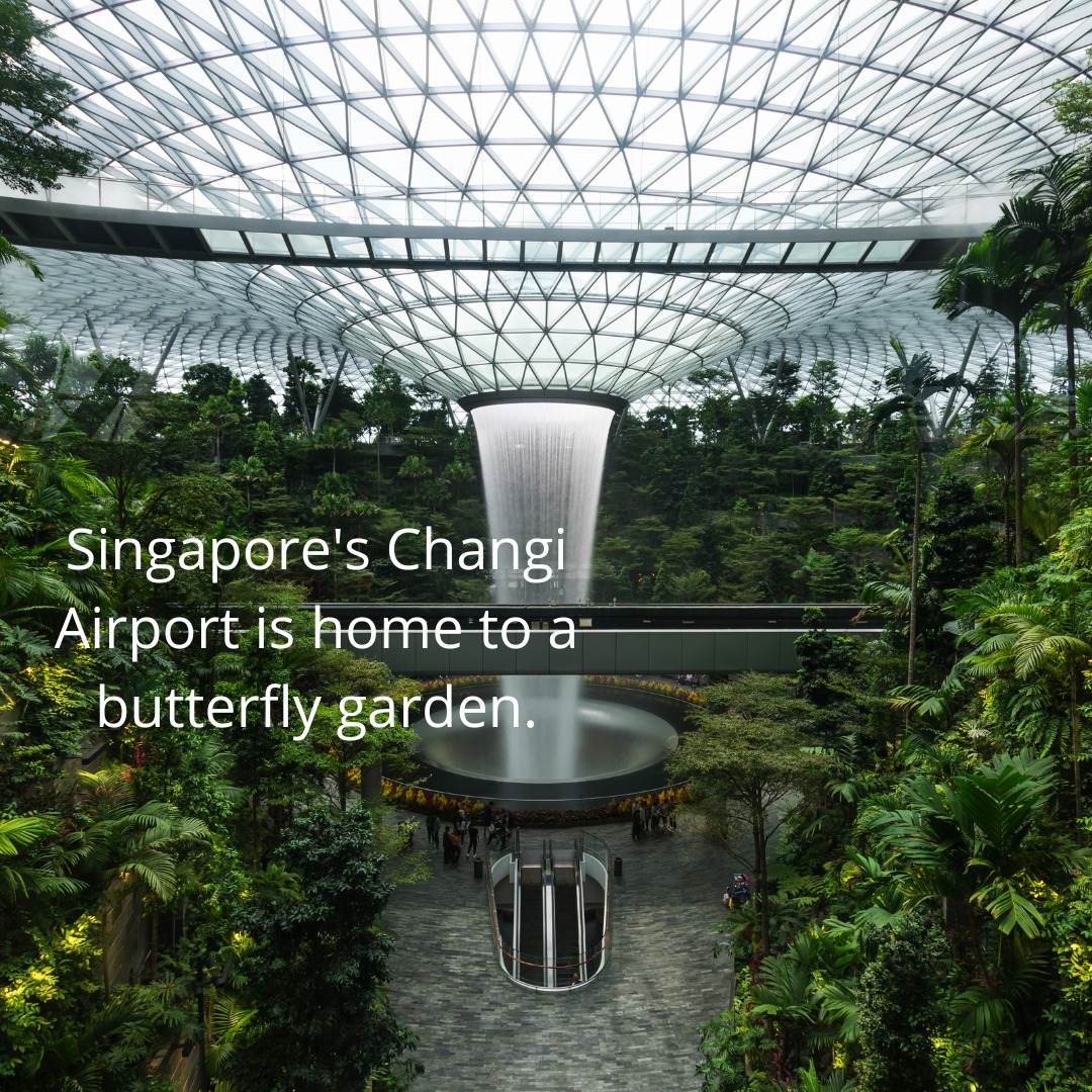 If you've not read @kevinkwanbooks's #CrazyRichAsians series, which predominately takes place in #Singapore, you ought to. I found them to be a fun read and it was from the film adaptation of the first book that I learnt that Singapore's #ChangiAirport has a butterfly garden. I got to go to Singapore last year with my best friend and did actually stop by. There weren't a ton of butterflies out at the time, but I did manage to see a few before I had to go catch my flight to #Tokyo. #Japan #Asia #Travel