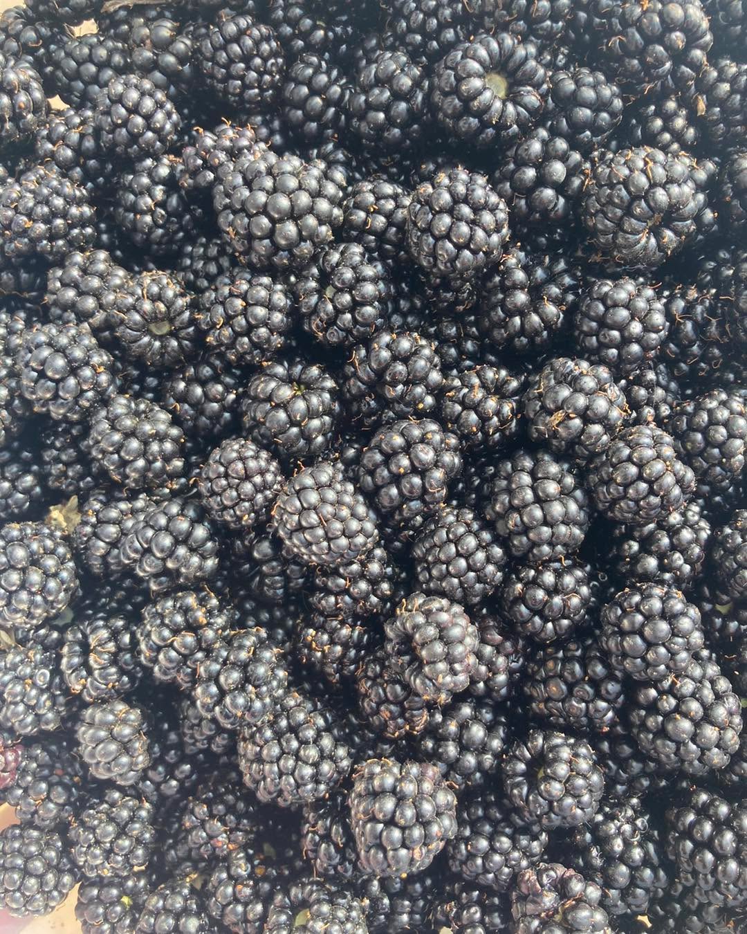 Fresh blackberries from the hedge for tonight’s crumble at