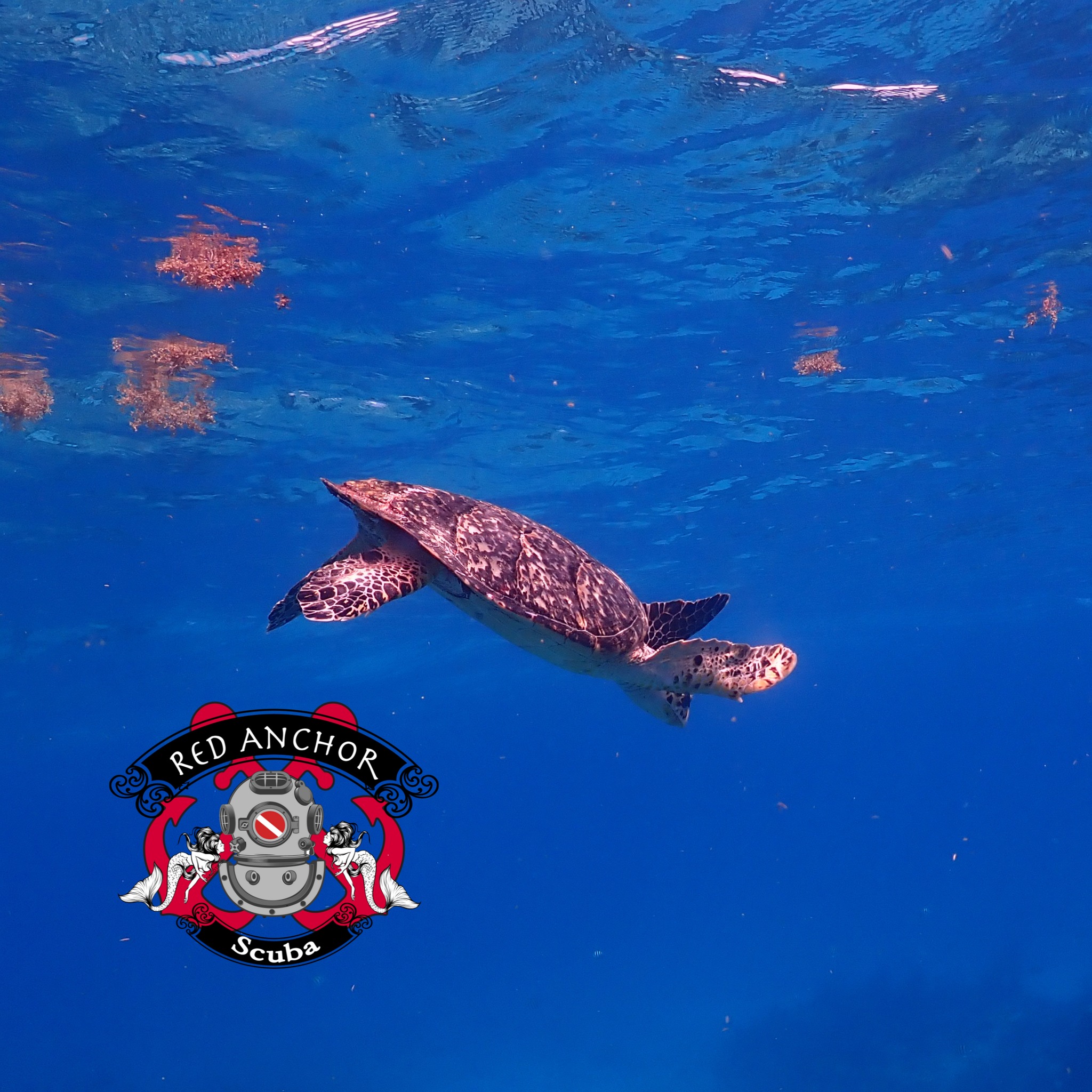 Are you ready to develop your diving skills and become more proficient… then Advanced Open Water is the next step. From night diving to buoyancy tuning, AOW is an excellent way to level-up your diving performance. The Red Anchor Scuba Class Includes:
Search and Recovery
Boat Diving
Light Salvage
Hunting and Collecting
Exploration and Underwater Mapping
Wreck Diving (Non-penetration)
Observation and Data Collecting
Diving in Surf or Currents
Drift Diving
Shore Diving
Diving for Photos and Videos
Using Dive Computers
.... and many other options.
Give us a call today to get setup!!!
Info@redanchorscuba.com
561-203-DIVE (3483)
#DiveNAUI #NAUIWorldwid #diveboat #RedAnchorScuba #PalmBeach #scuba #scubadive #scubadiving #diving #scubaspecialty #adventure #experience #florida #stuartfl #Jupiter