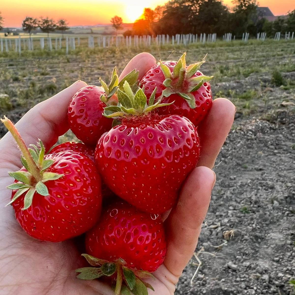 Juuhuuu die Saison zum Pflücken ist eröffnet! 😍
👉 Mit wem kommst du vorbei und pflückst Erdbeeren, Blaubeeren & Himbeeren für den Beerenhunger?
Bringe am besten gleich Familie und Freunde mit, denn das macht am meisten Spaß und es sind genug Beeren für alle da. 🍓🫐🥰
Also, mit wem kommst du zum Pflücken? Schreib es in die Kommentare 👇
#beerenhungrig #erdbeeren #blaubeeren #himbeeren