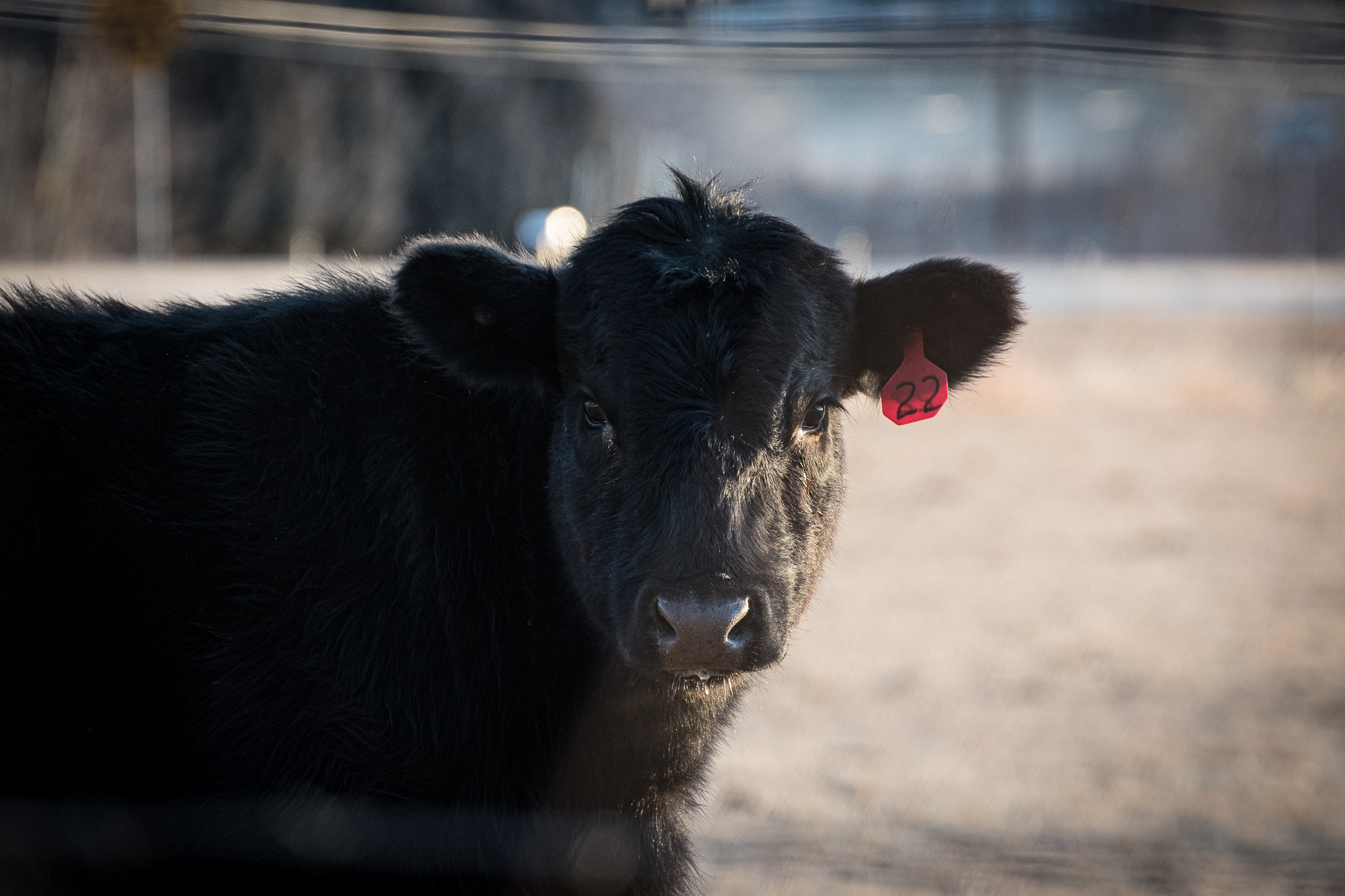 “Beauty is in the eye of the beholder.”
- Margaret Wolff Hungerford
This quote lingers in my mind as I see the cows through the lens of my camera. I wonder how much of myself is reflected in images where I am, in essence, invisible. If I were a rancher, photographing these cows in this same light, on this same morning, how different would the image be? How does the intention behind the image shape what is revealed?
After months of only seeing animals at sanctuaries, I drove to a nearby cattle ranch and stood at the fence line. Within minutes, the cows all came running, curious about what I was doing there.
Each and every individual—awake, alive, and radiant in the golden light.
This is the moment where I could suggest you reconsider eating them. I could tell you about the industries that spend vast sums of money to mask their suffering. I could tell you of their terror when death inevitably comes.
Instead, I will show you their beauty and let you come to your own decisions.
✨🖤✨
#whatifwesawthem #animalphotojournalism #ahimsa