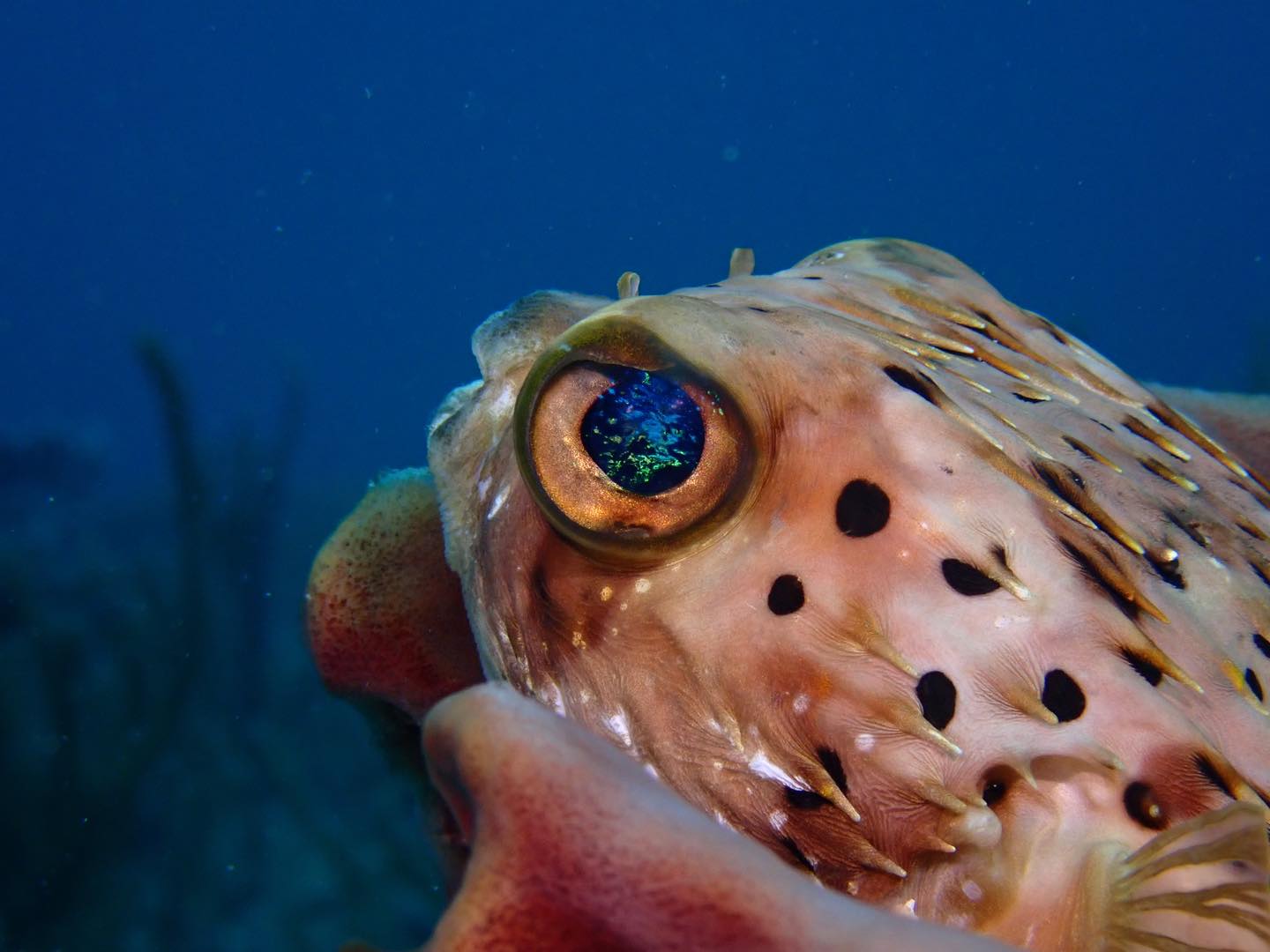 Great couple of days diving this week! Viz has been awesome this week leading up to Father’s Day weekend!
Kent Island Scuba
#DiveNAUI #NAUIWorldwid #diveboat #RedAnchorScuba #PalmBeach #scuba #scubadive #scubadiving #diving #scubaspecialty #adventure #experience #florida #stuartfl #Jupiter #travel #Dive