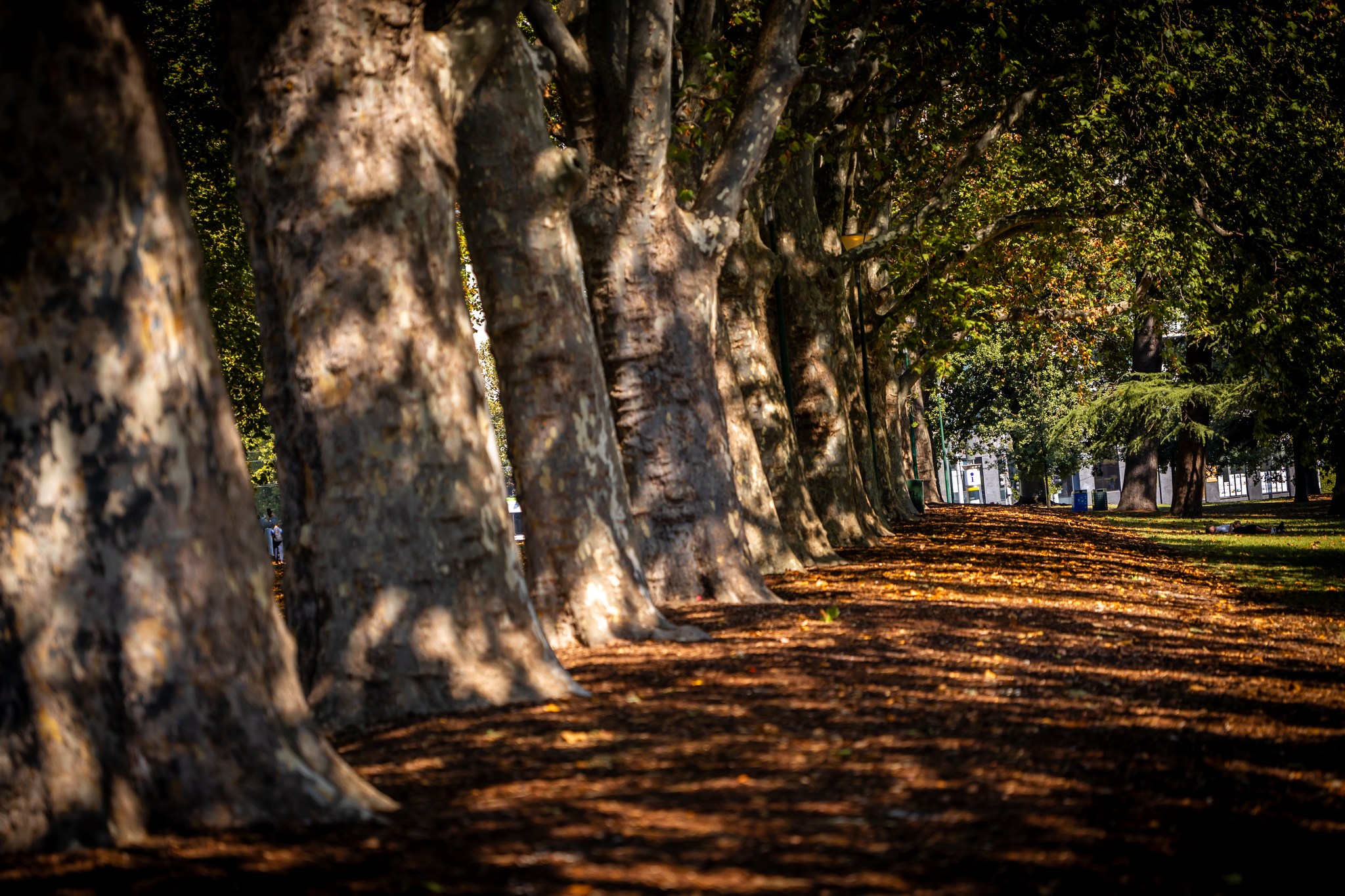 Autumn Vibes
#autumnvibes #Carlton #Carltongardens #cityparks #autumn #canonr8